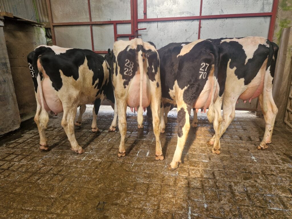 Image source: Donal Carey IHFA