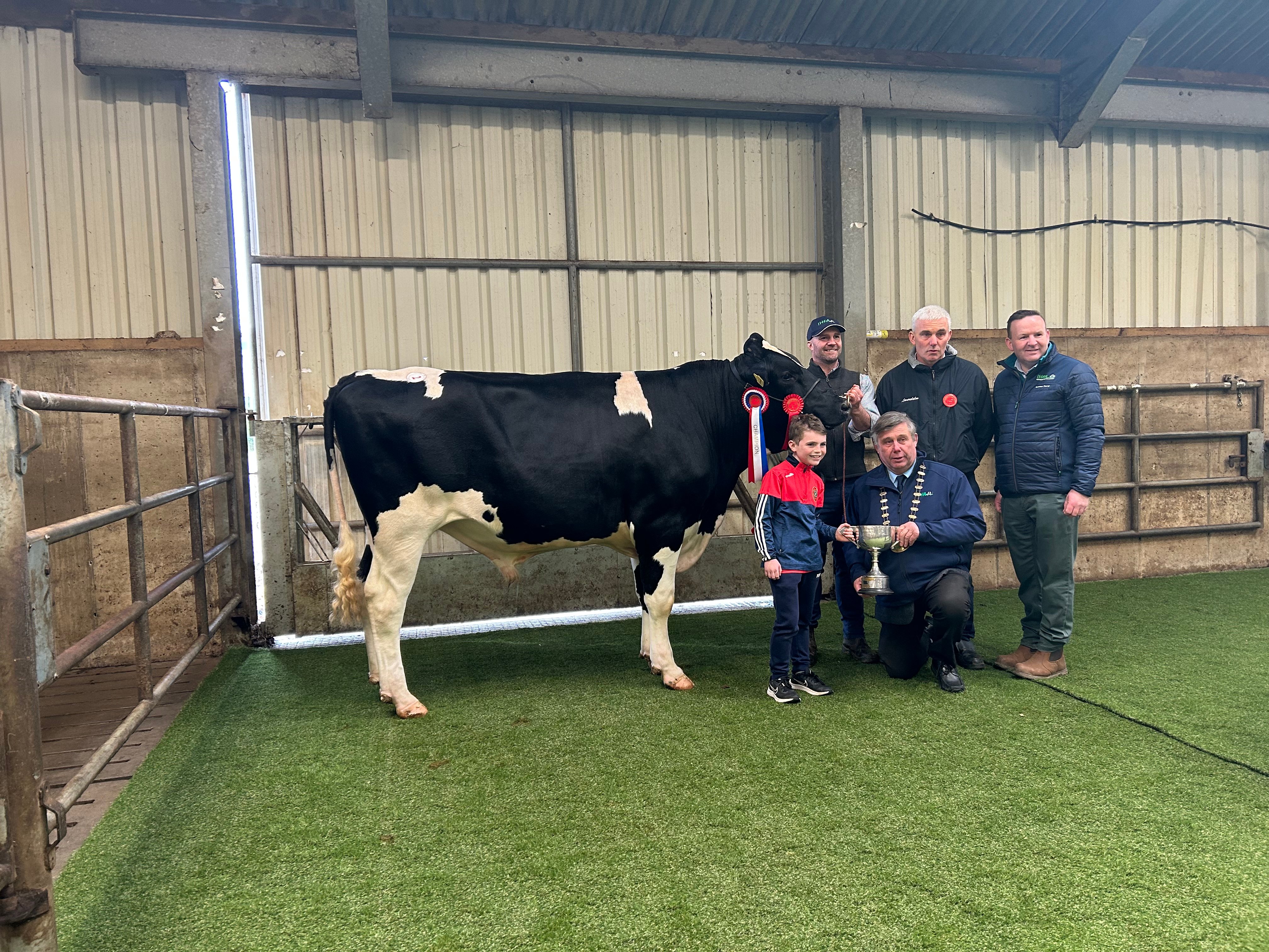 Mountfarna Gulliver&nbsp;from John O’Callaghan Mountfarna herd - sold for €4,000