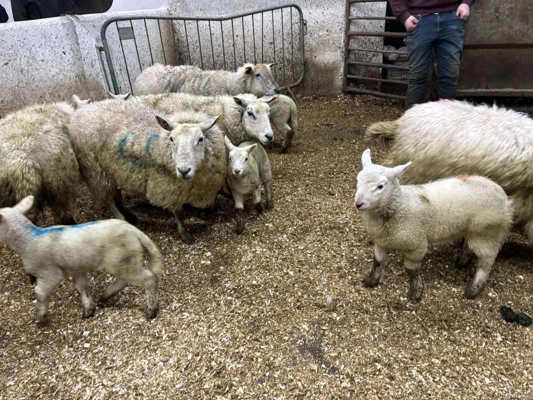 Source: Manorhamilton Livestock Sales