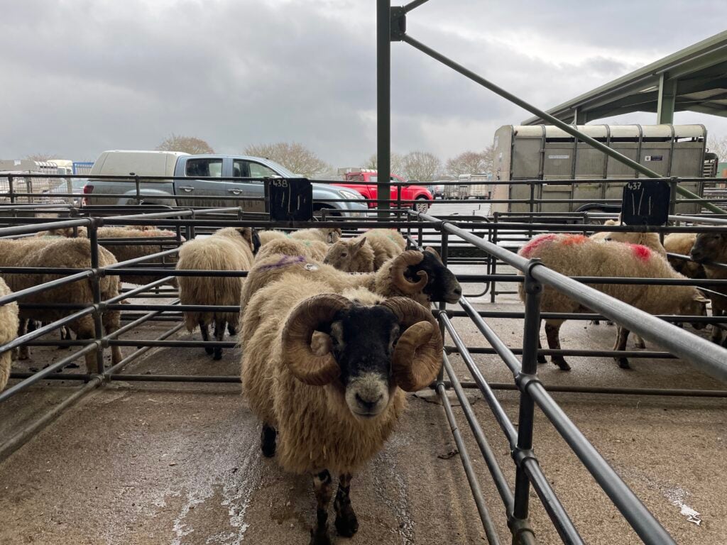 €110 was paid for these cast ewes at 76kgs