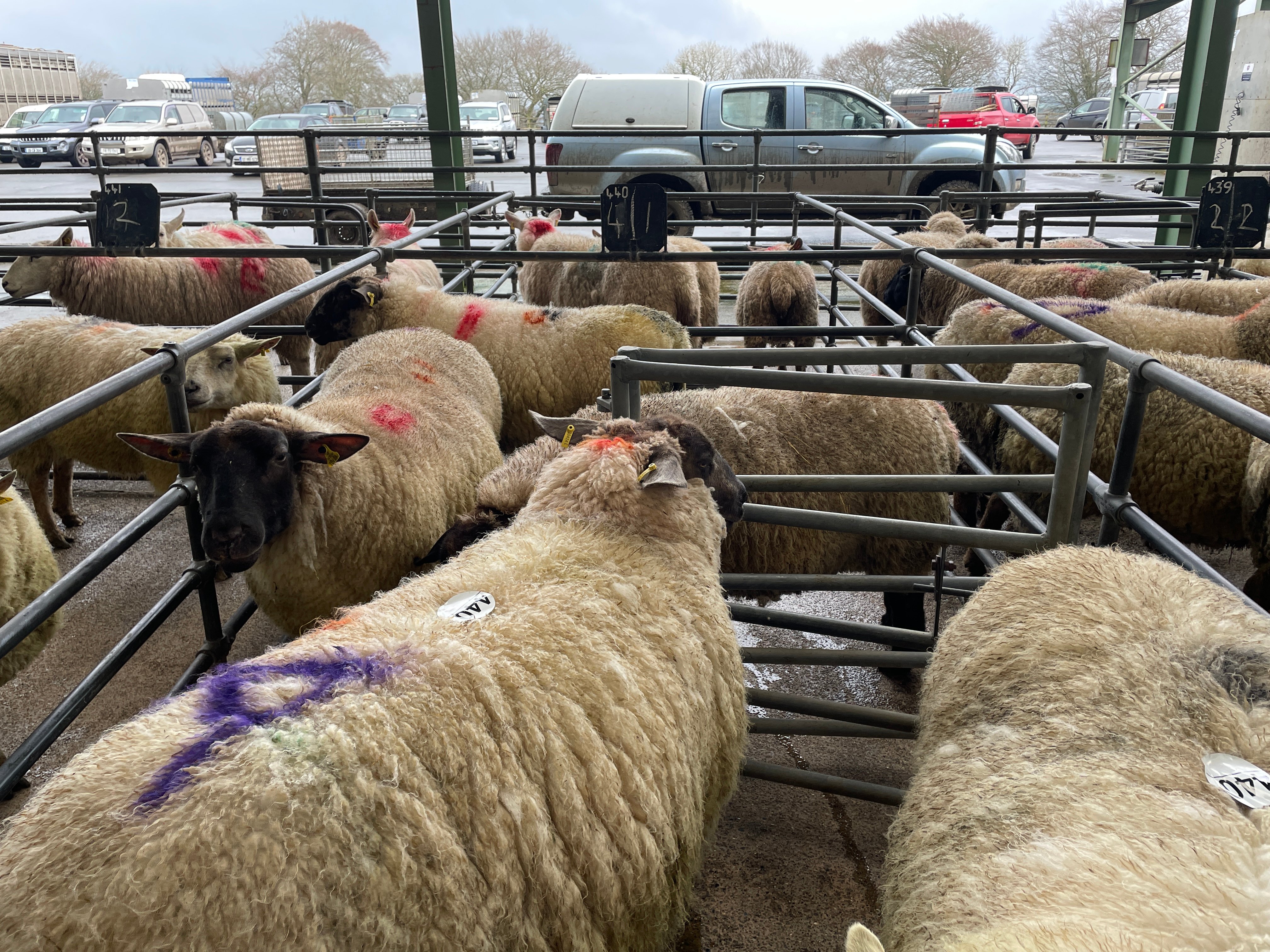 Lot 440 contained 98kg ewes that sold for €242