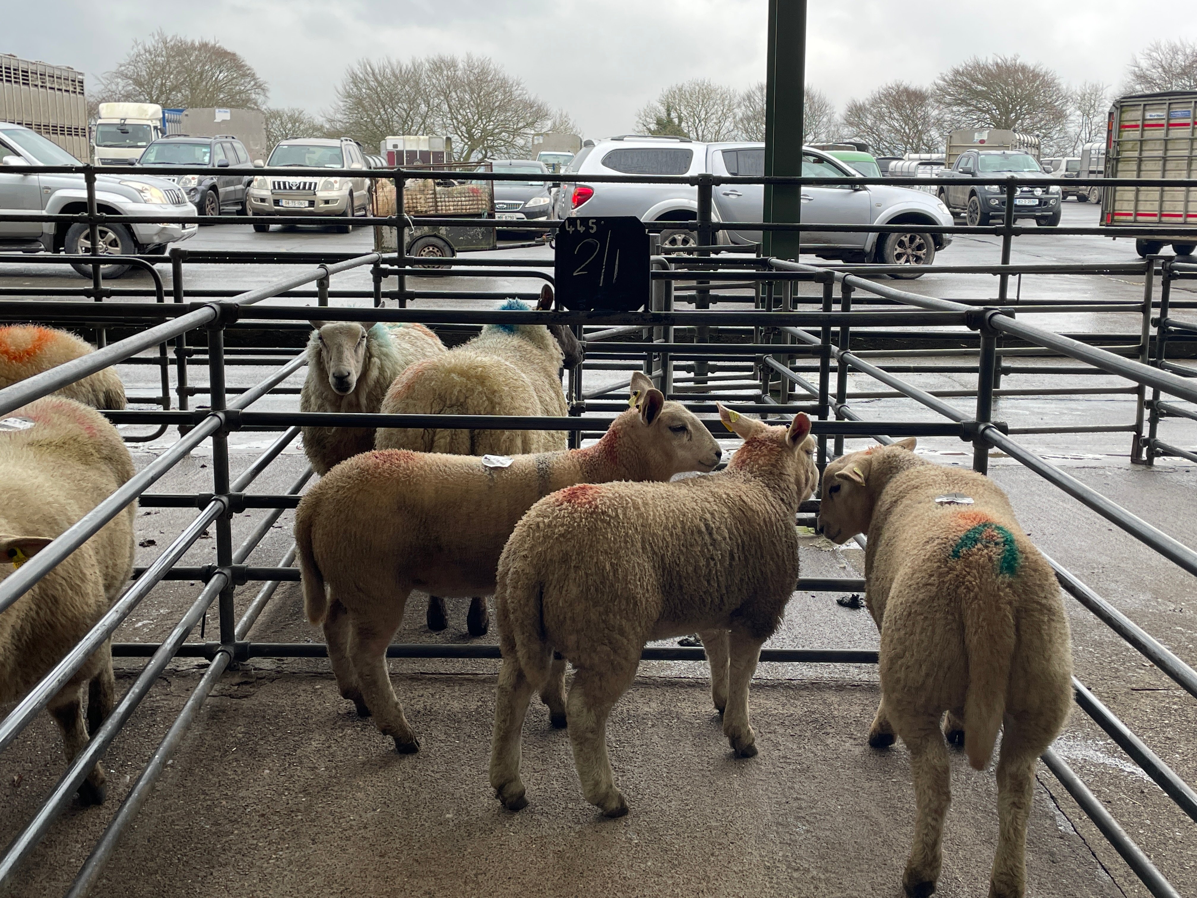 Lot 445 was three spring lambs weighing 37.5kgs that sold for €176