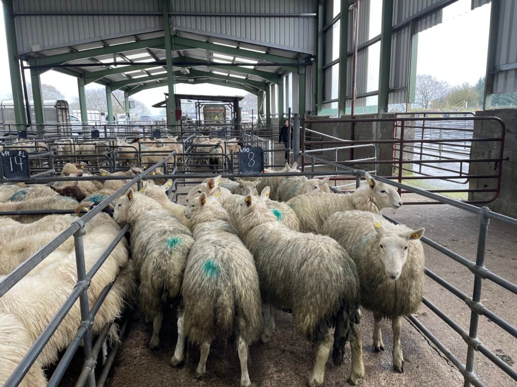 €140&nbsp;was paid for each of these 40kg hoggets