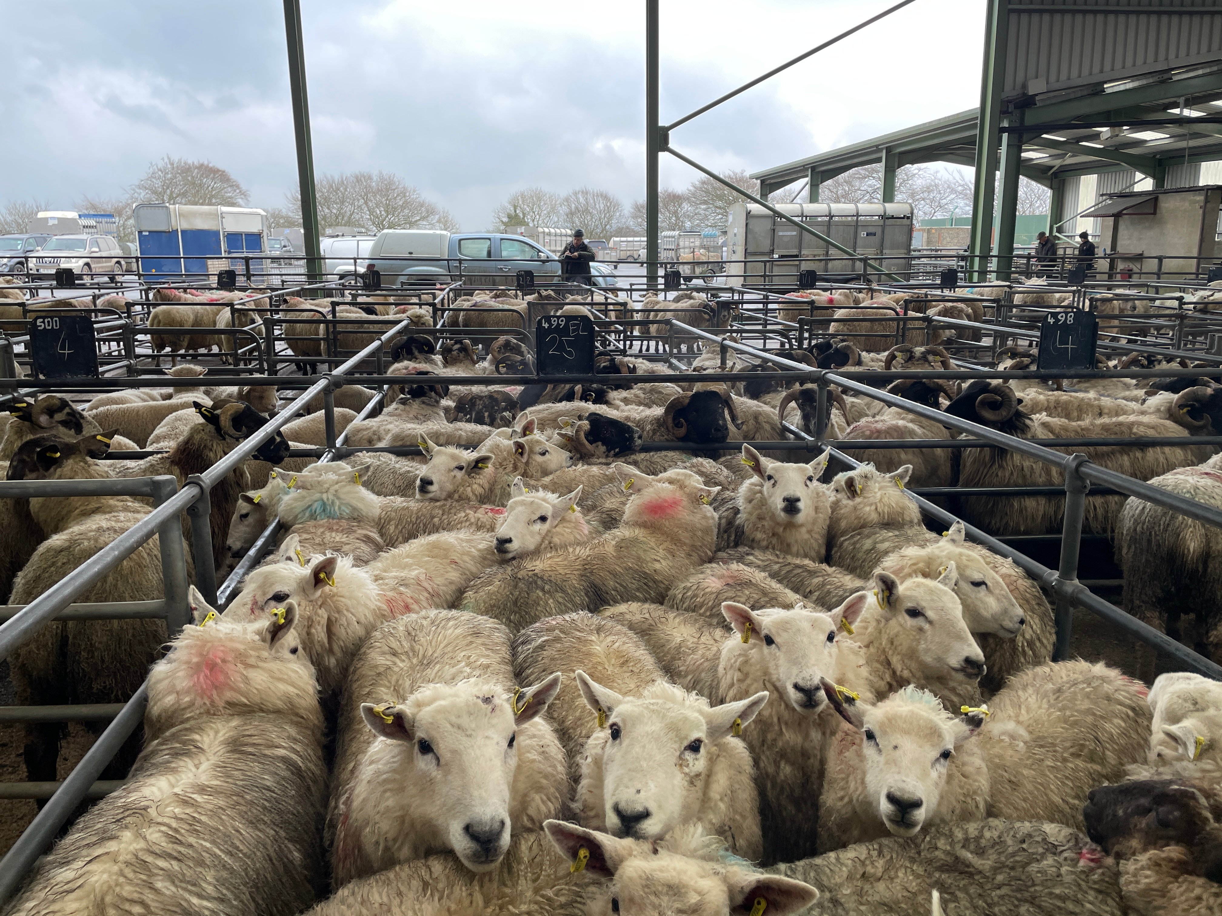 €109&nbsp;was paid for these lighter 29kg ewe lambs
