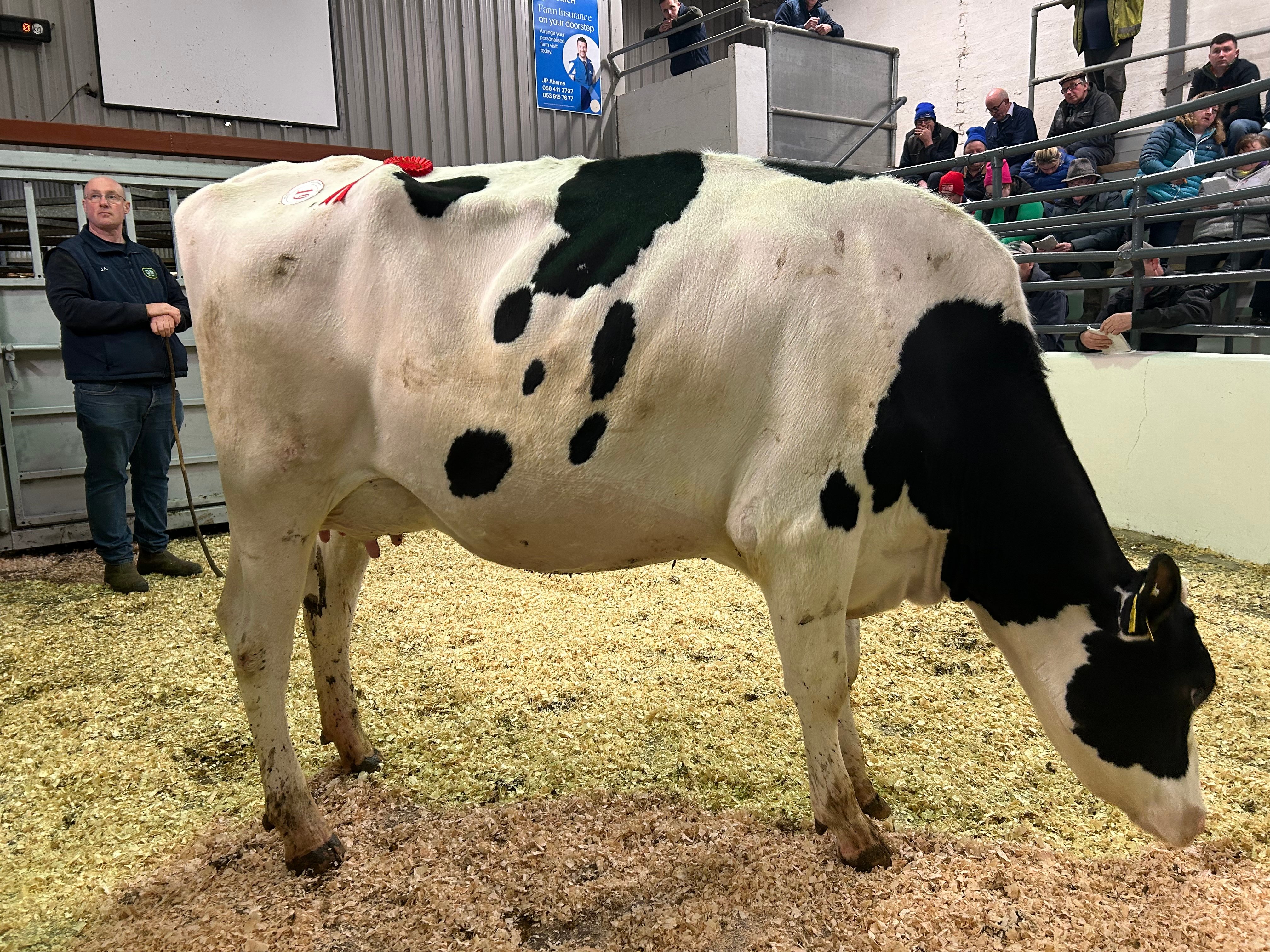 Pre-sale Champion Lot the 19: Lisnalty Artist Zandra – sold for €4,180