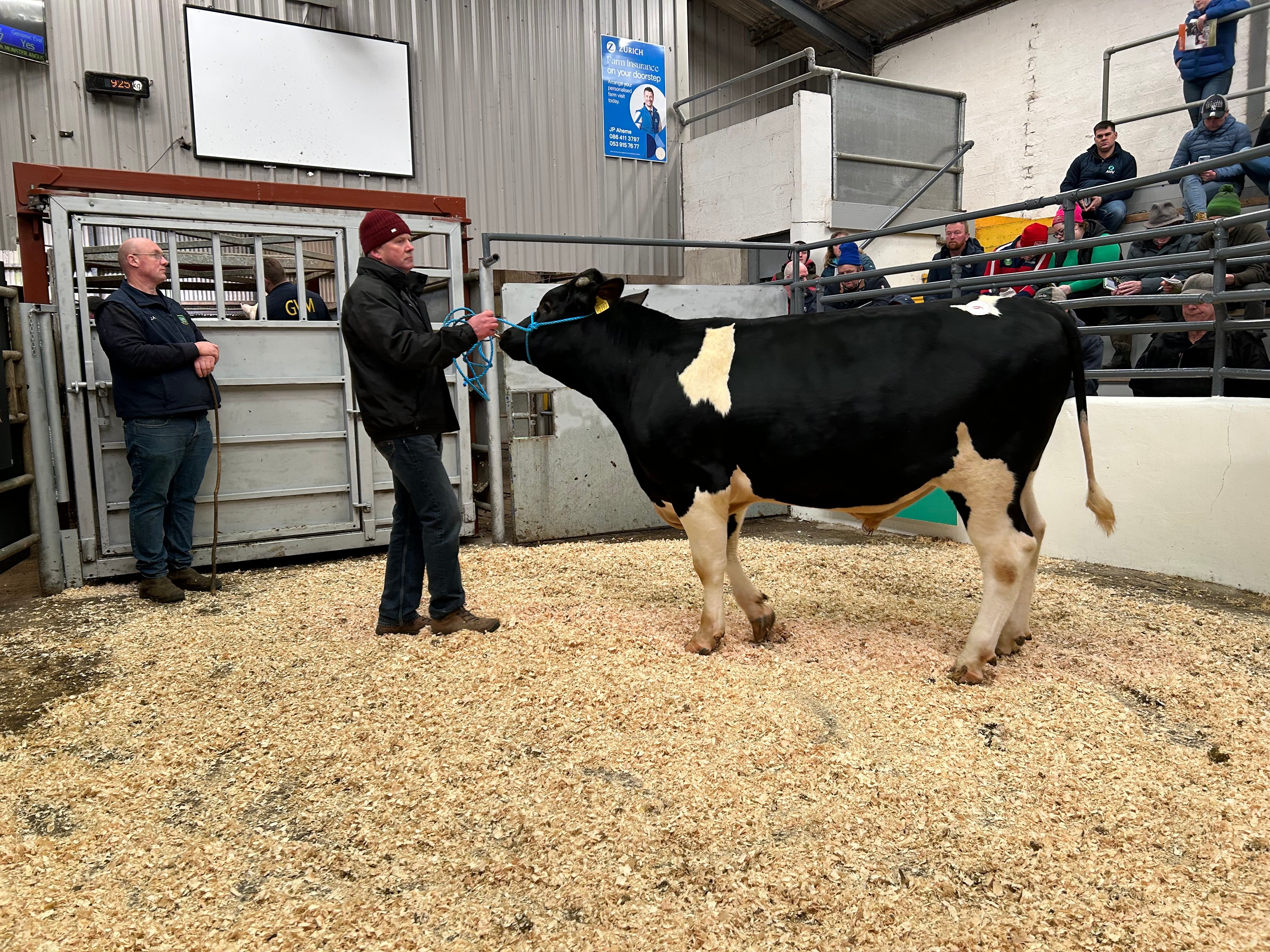 The second highest price of the sale went to Lot 9: Radney Alaska – he sold for €4,700