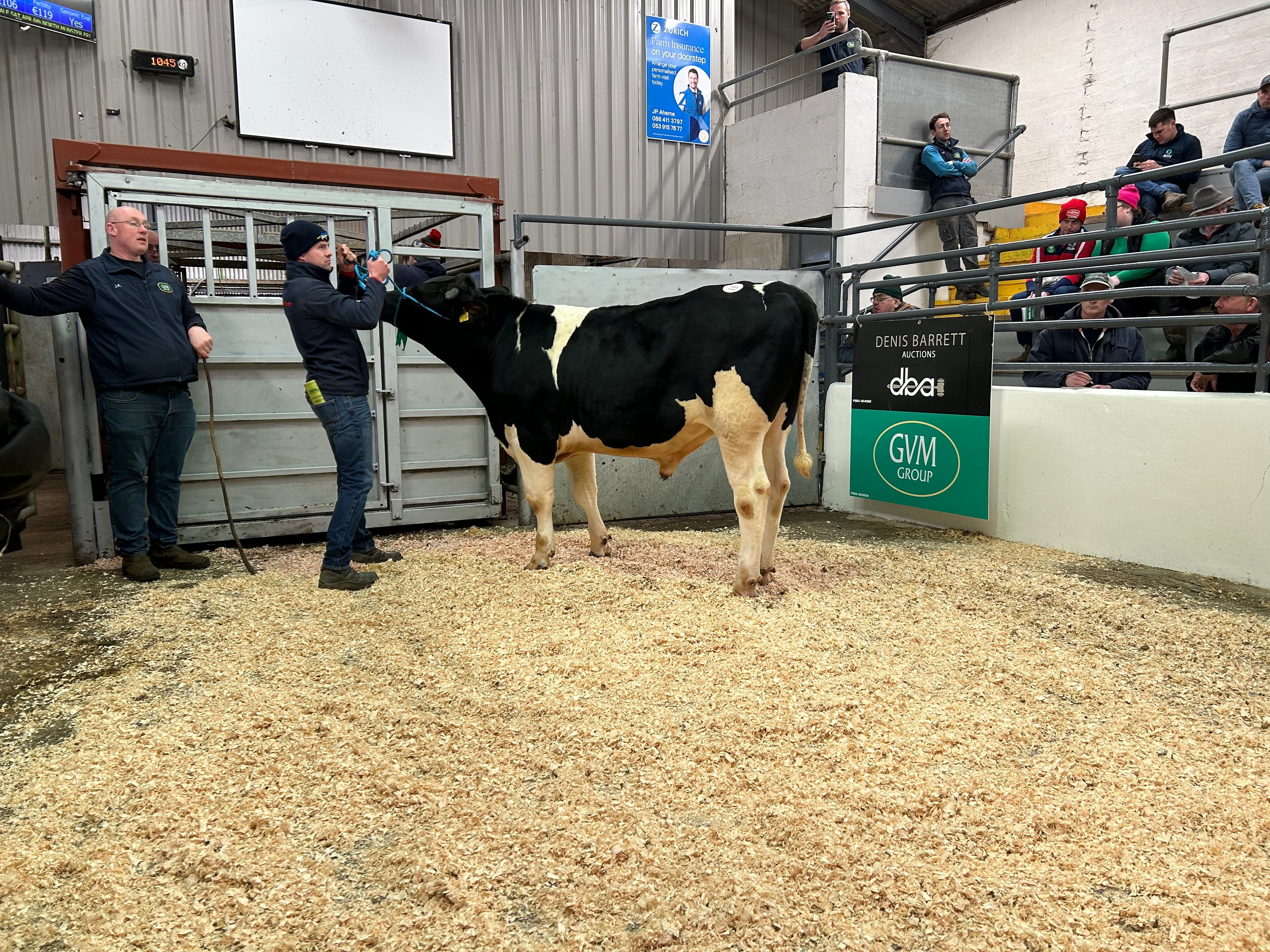 The top price of the sale went to Lot 13: Radney Kentucky – he sold for €4,800.