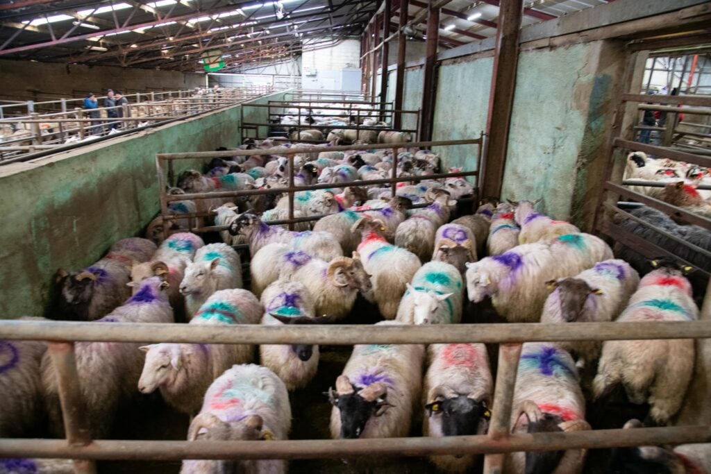 Sheep as far as you can see at Raphoe Mart Source: Clive Wasson