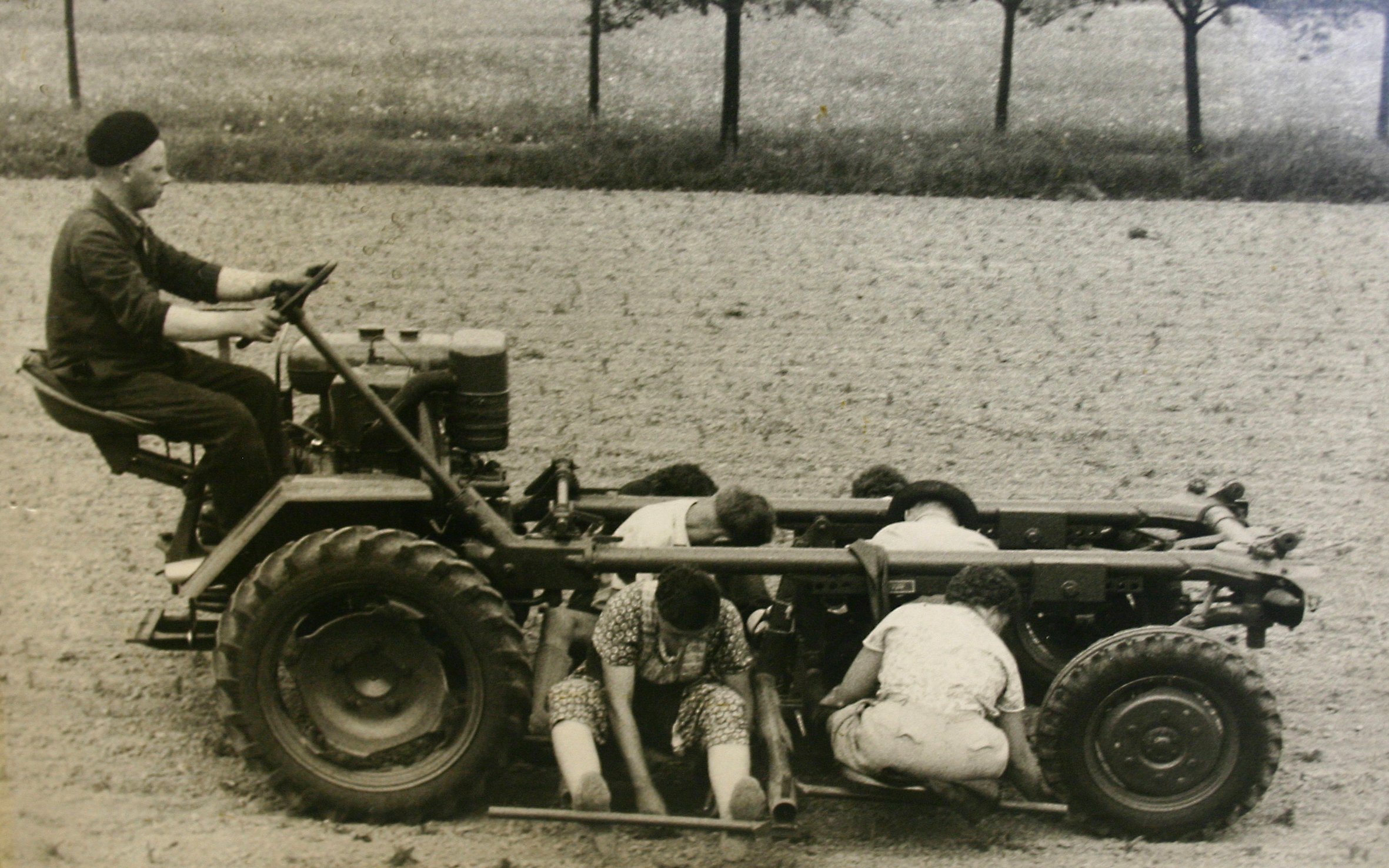 Inter-row weeding circa 1955