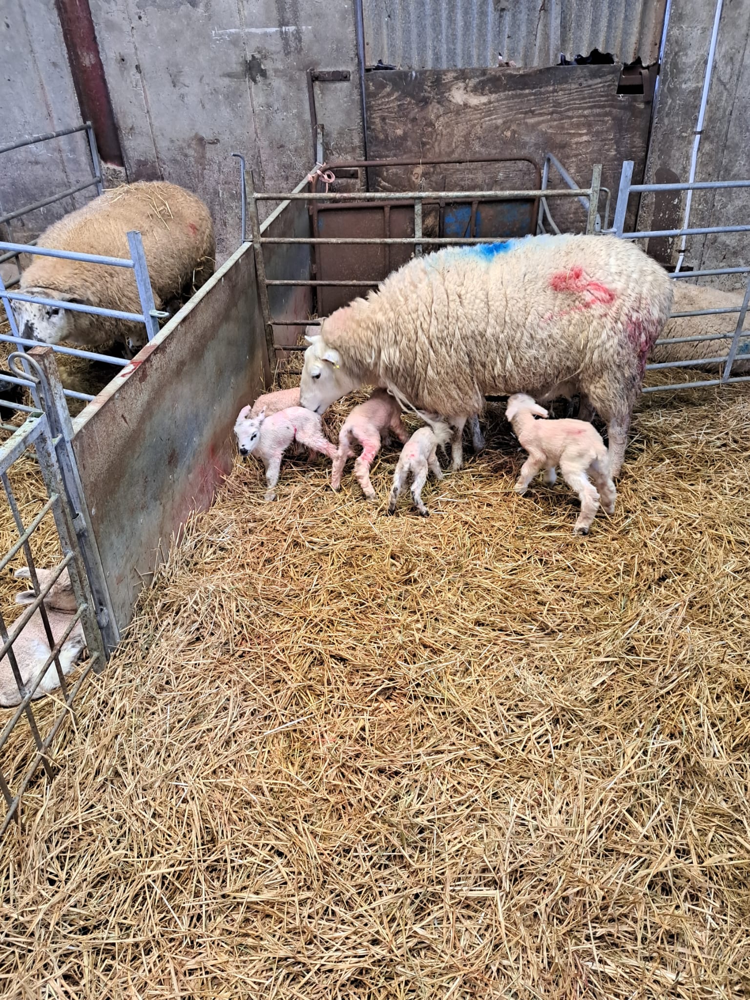 Sadly one of the quintuplets did not make it after a couple of days of care