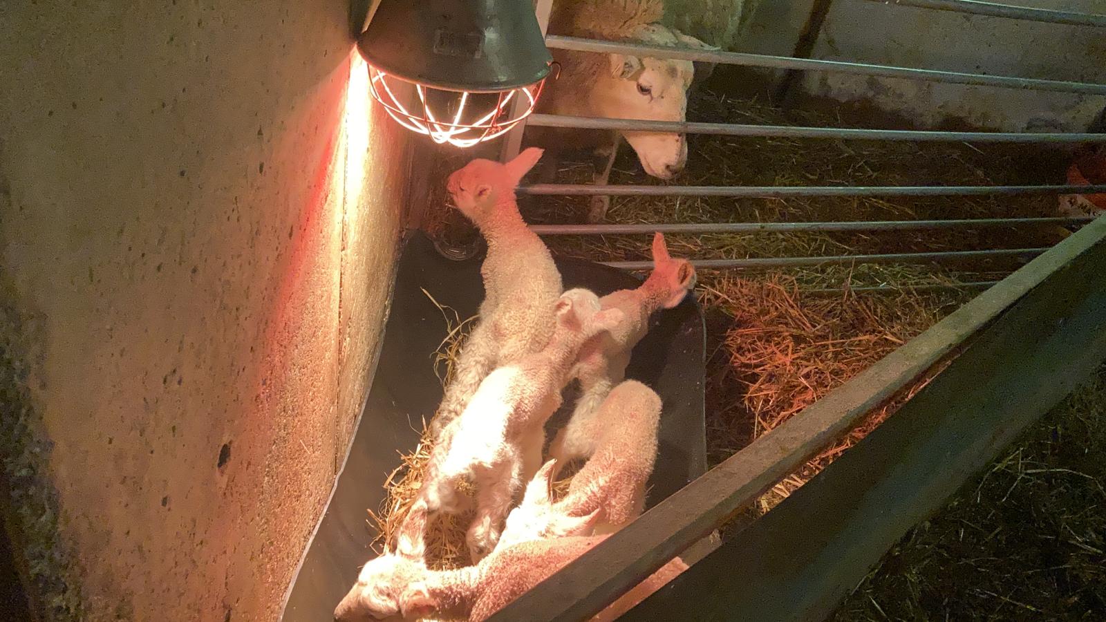 Quintuplet lambs on the Gibbons farm, Co. Mayo when they were first born