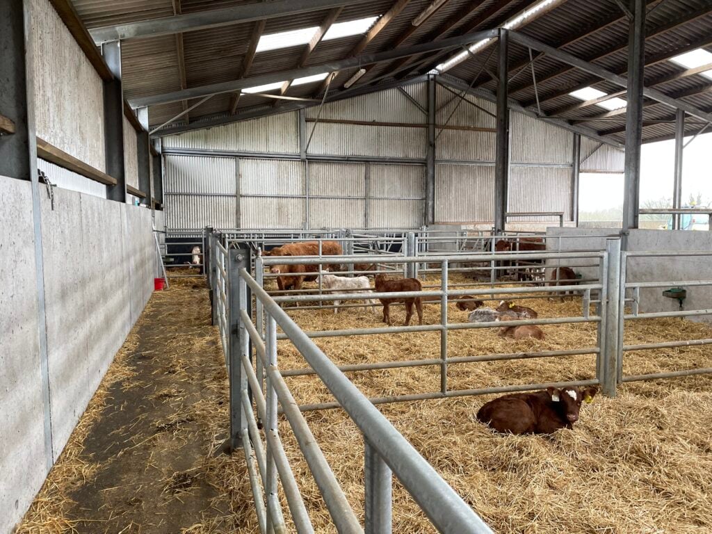 Straw-bedded pens to the rear of the slatted pens can be inspected without having to enter the pen