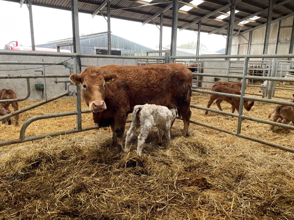 Calving gates in the calving pens for safety
