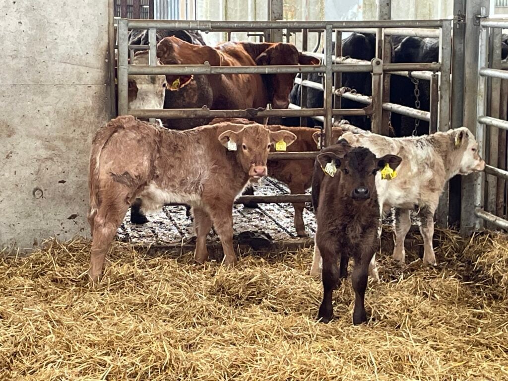 A sample of the calves on the farm