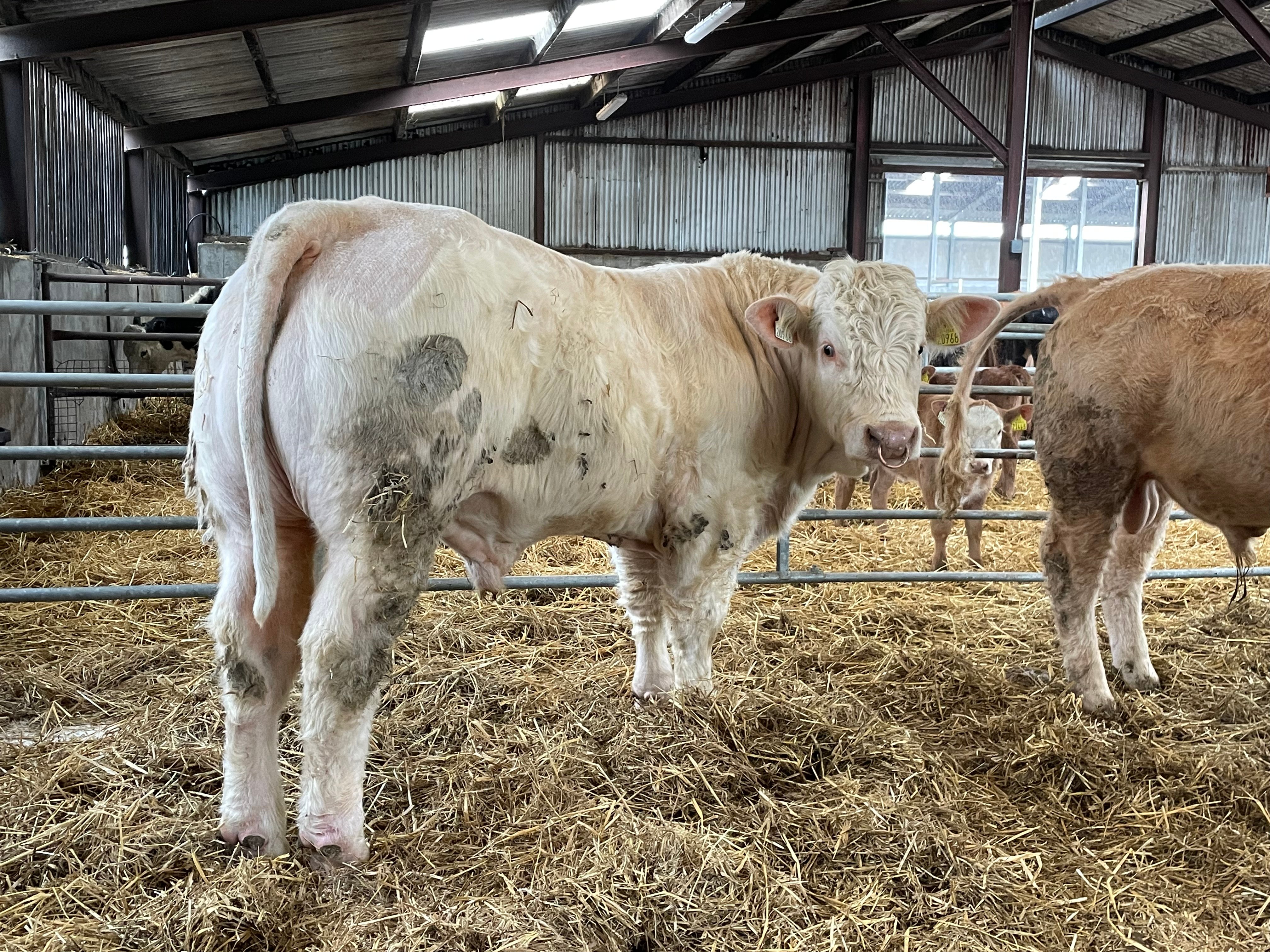 This Charolais bull will be used for breeding this spring