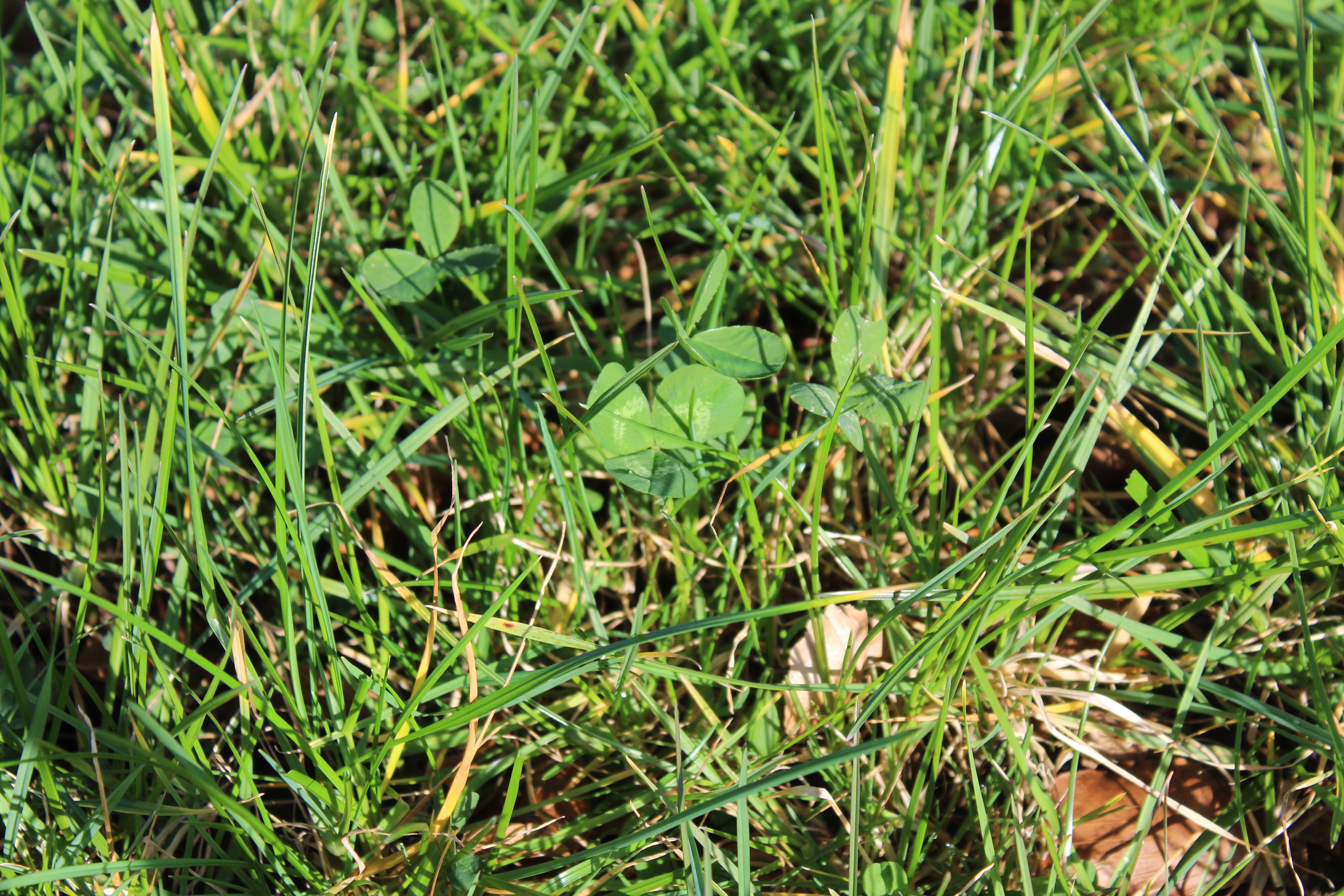 Red clover regrowths on the Co. Tipperary dairy farm of Denis, Teresa and David Bergin