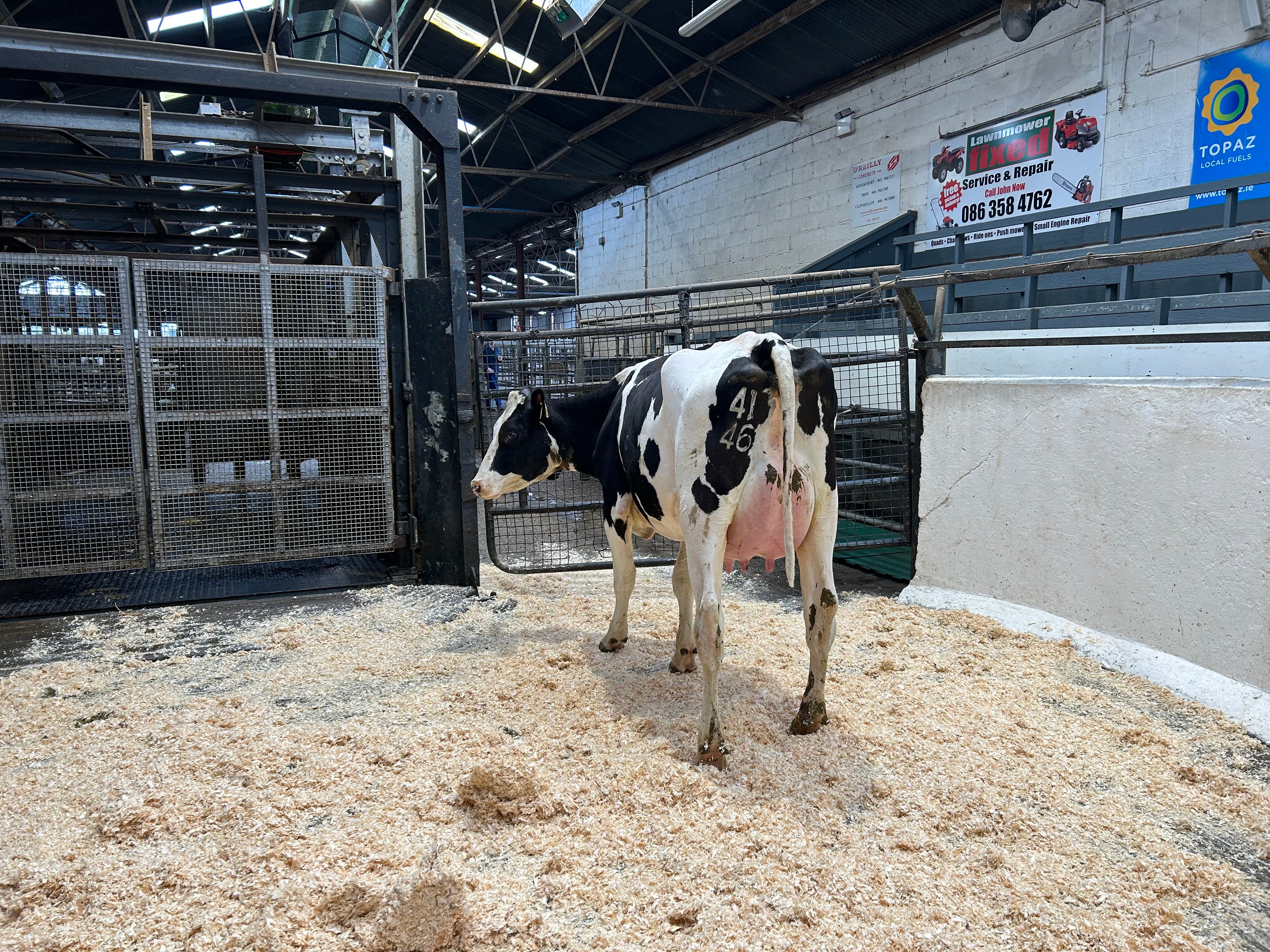 Lot 1: Clonwood Berry Myra P, sold for 2,230gns