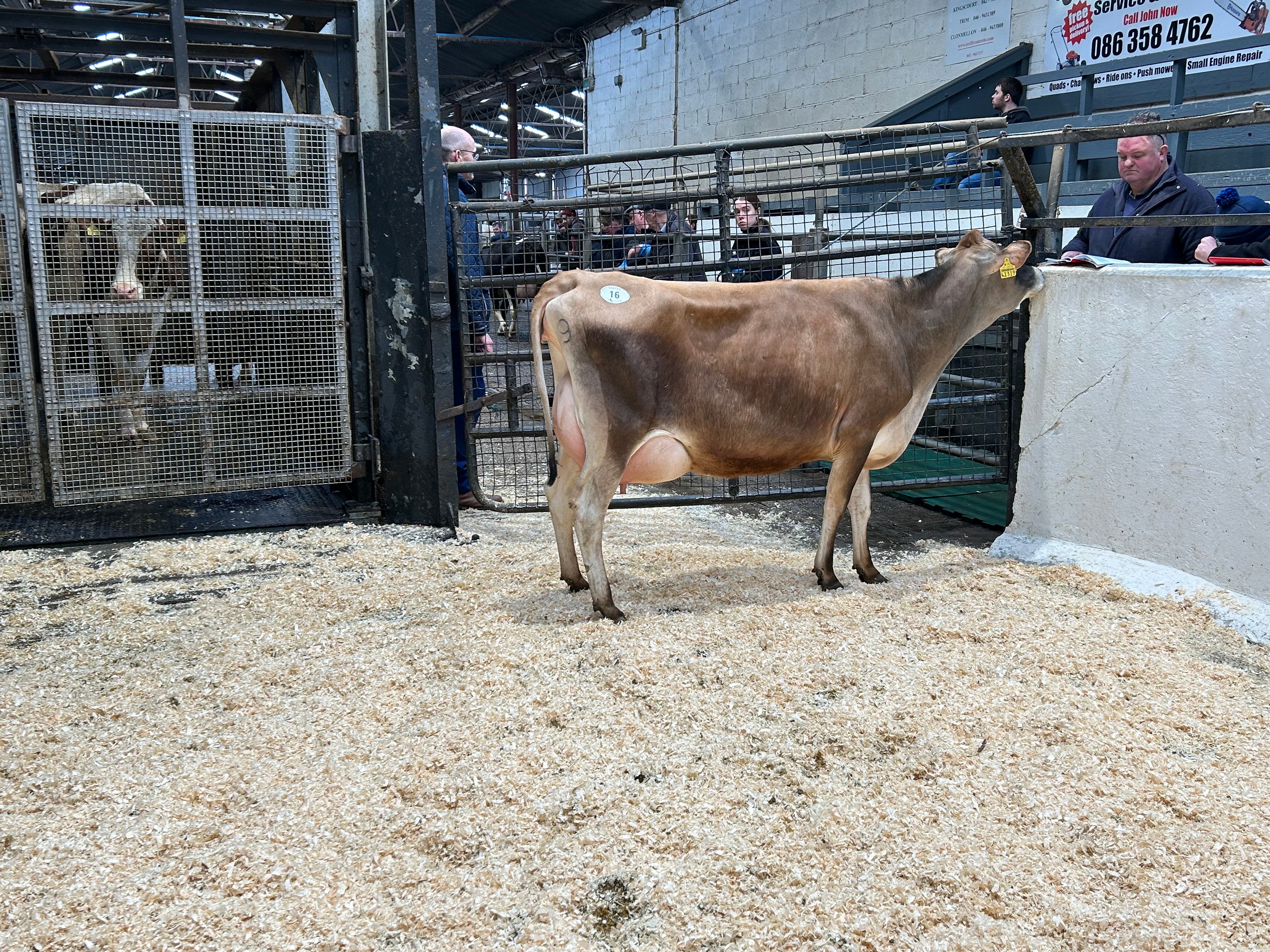 Lot 16: Slevoy Matt Inca, sold for 1,640gns