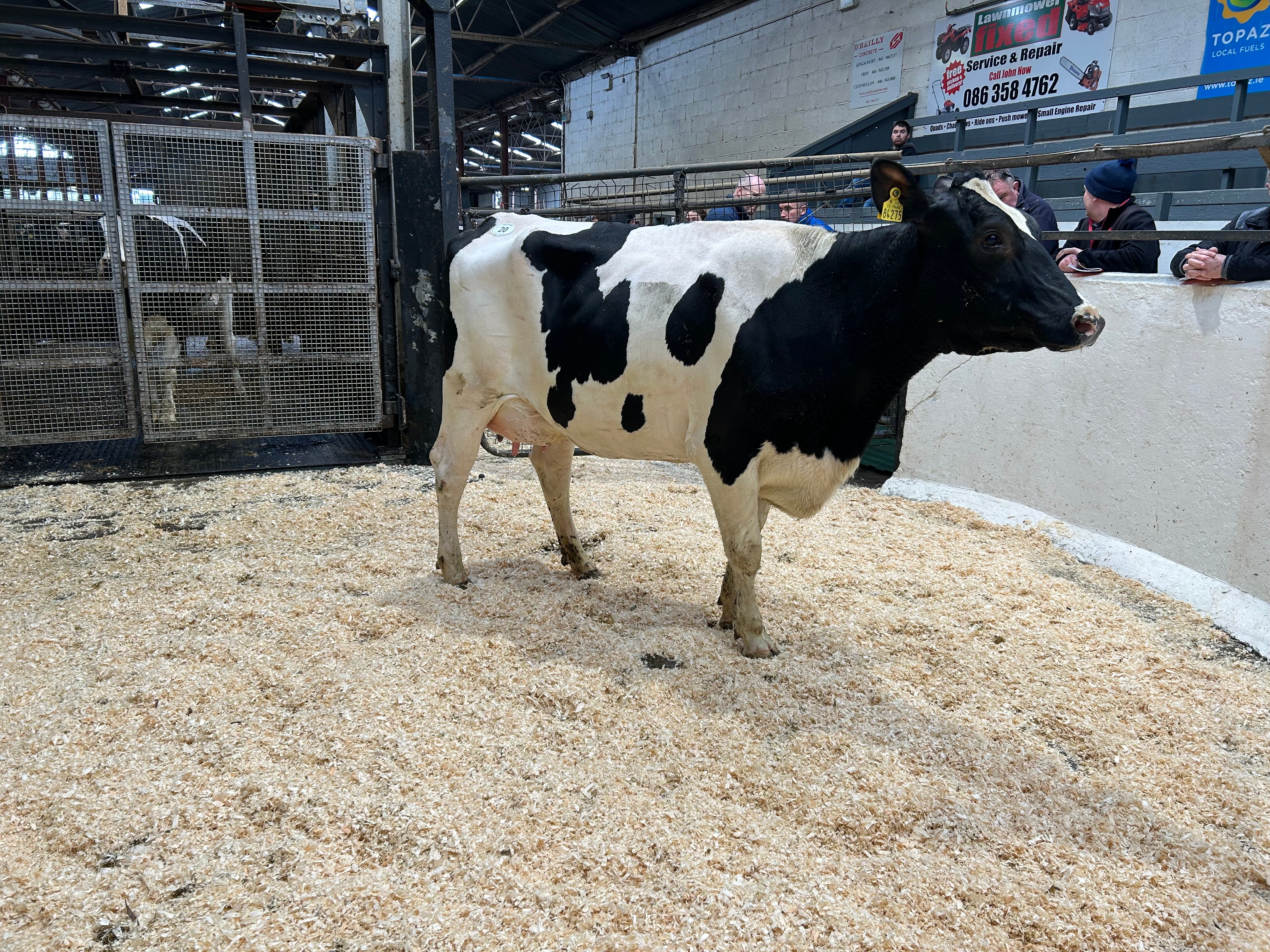 Lot 20: Clonwood Position Iskova, sold for 2,480gns