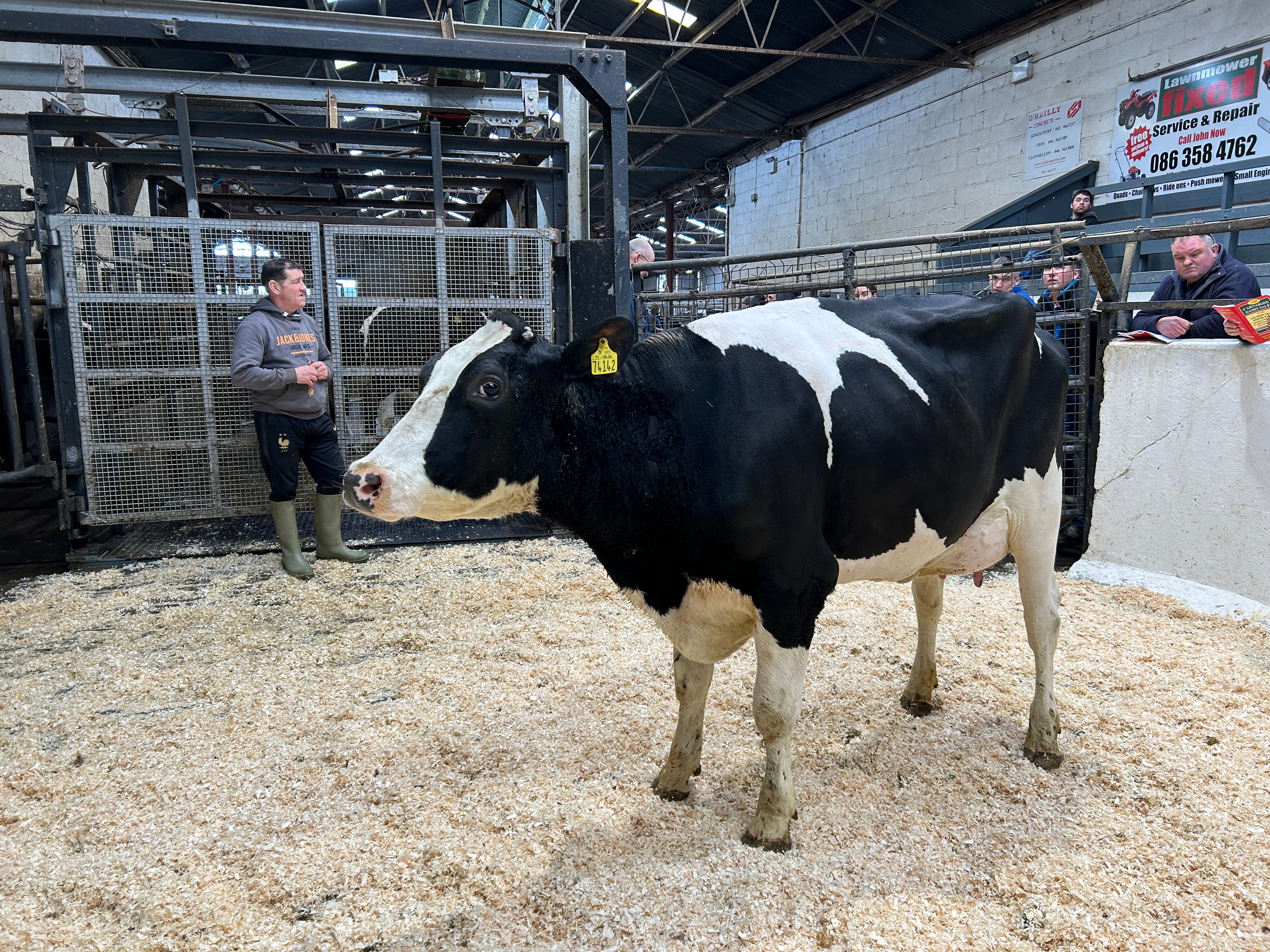 Lot 21: Clonwood Jiterbub Amber, calved 25 days and milking 34L/day - sold for 2,200gns