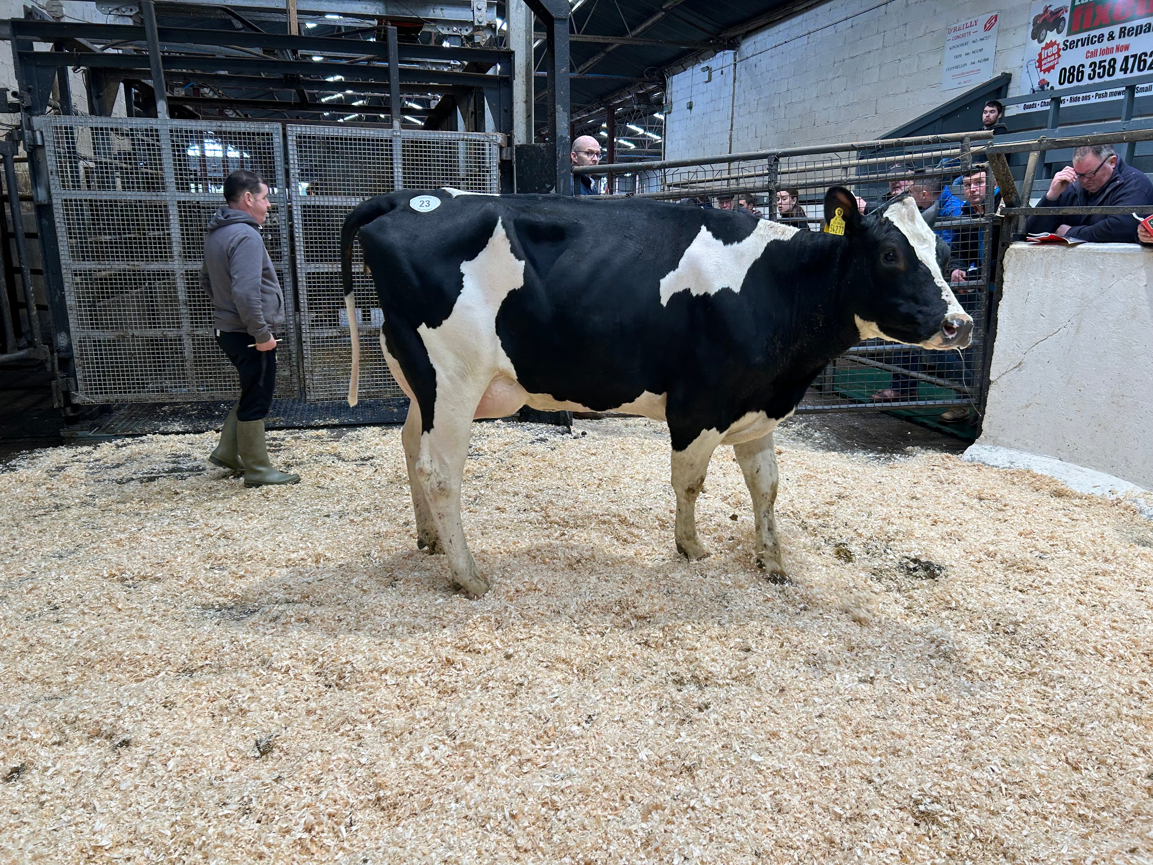Lot 23: Clonwood Position Bluebell, sold for 2,700gns