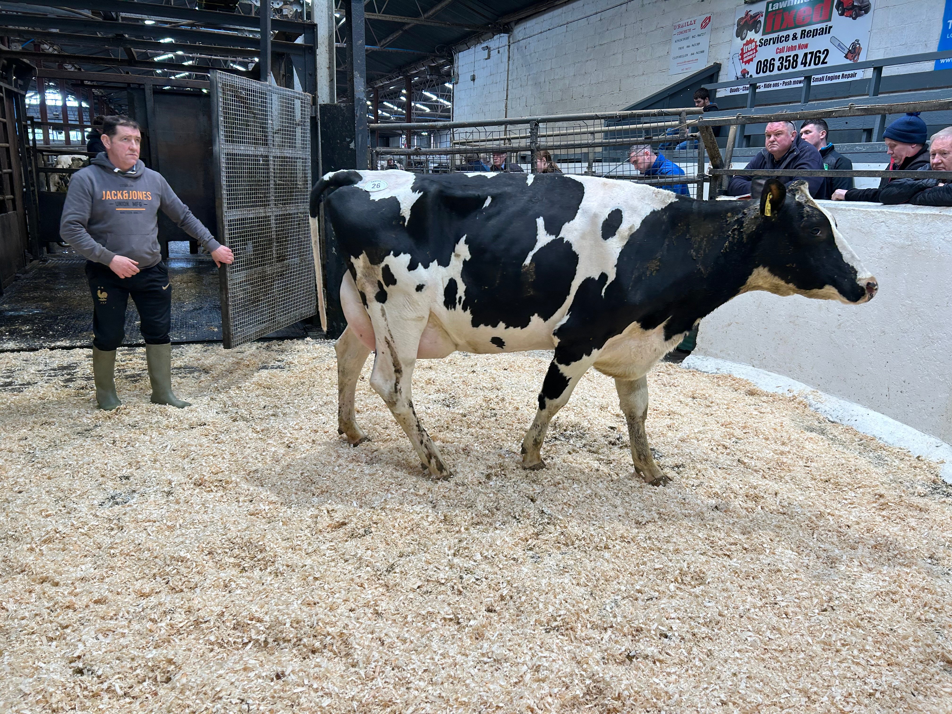 Lot 26: Clonwood Big Clyde Mary, sold for 2,500gns