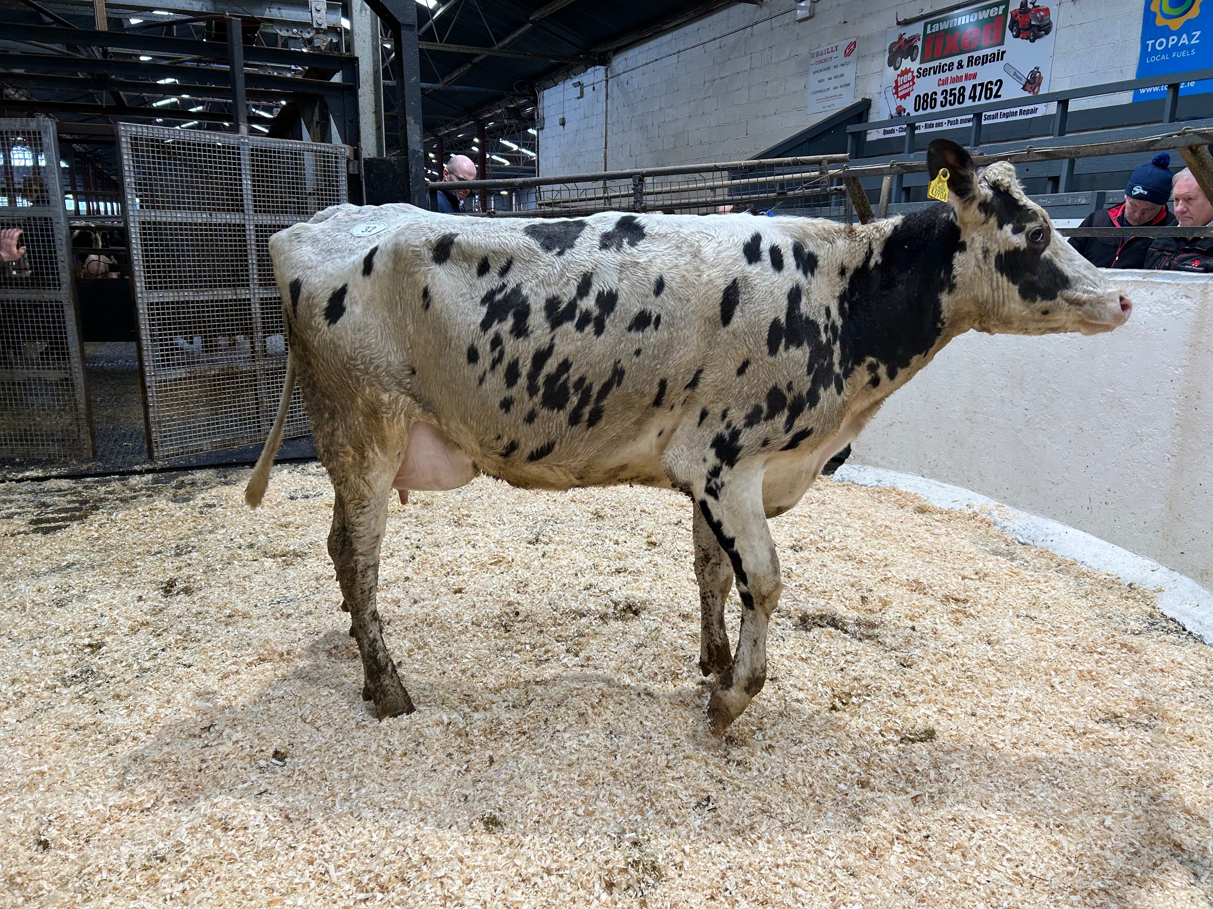 Lot 32:Rathrone Miles Lorna, sold milking 28L/day for 2,000gns