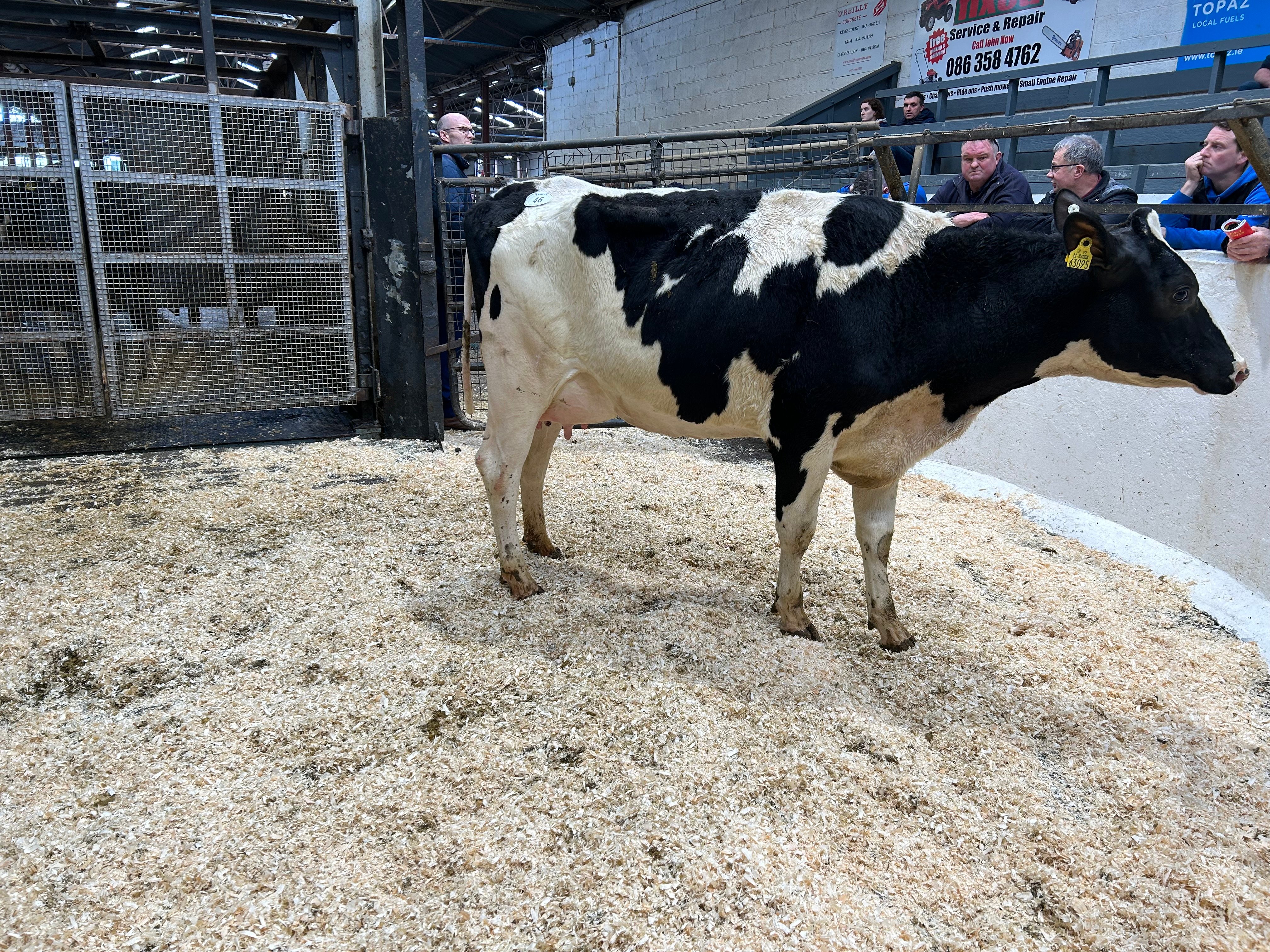 Lot 46: Ballivor Praser Rose 2, sold for 2,350gns