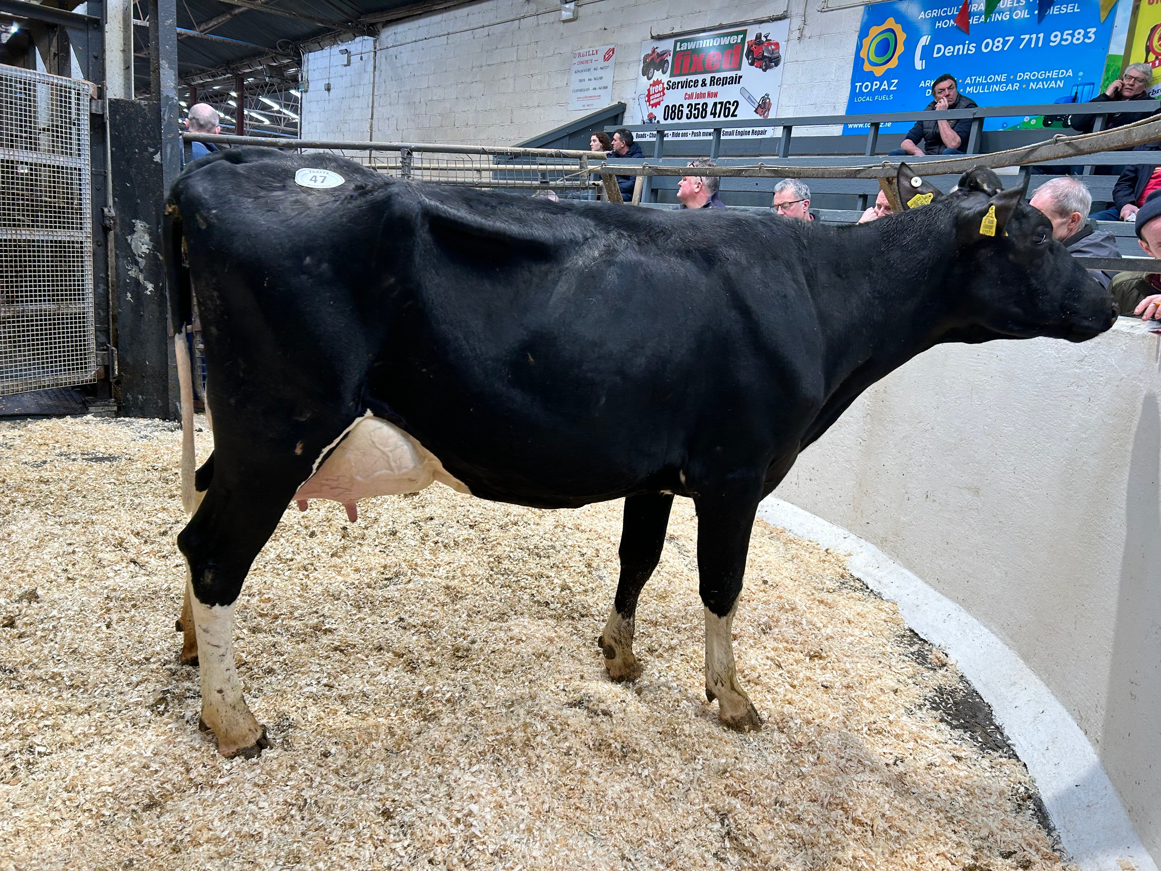 Lot 47: Ballivor Hotspot Dora, sold for 2,520gns