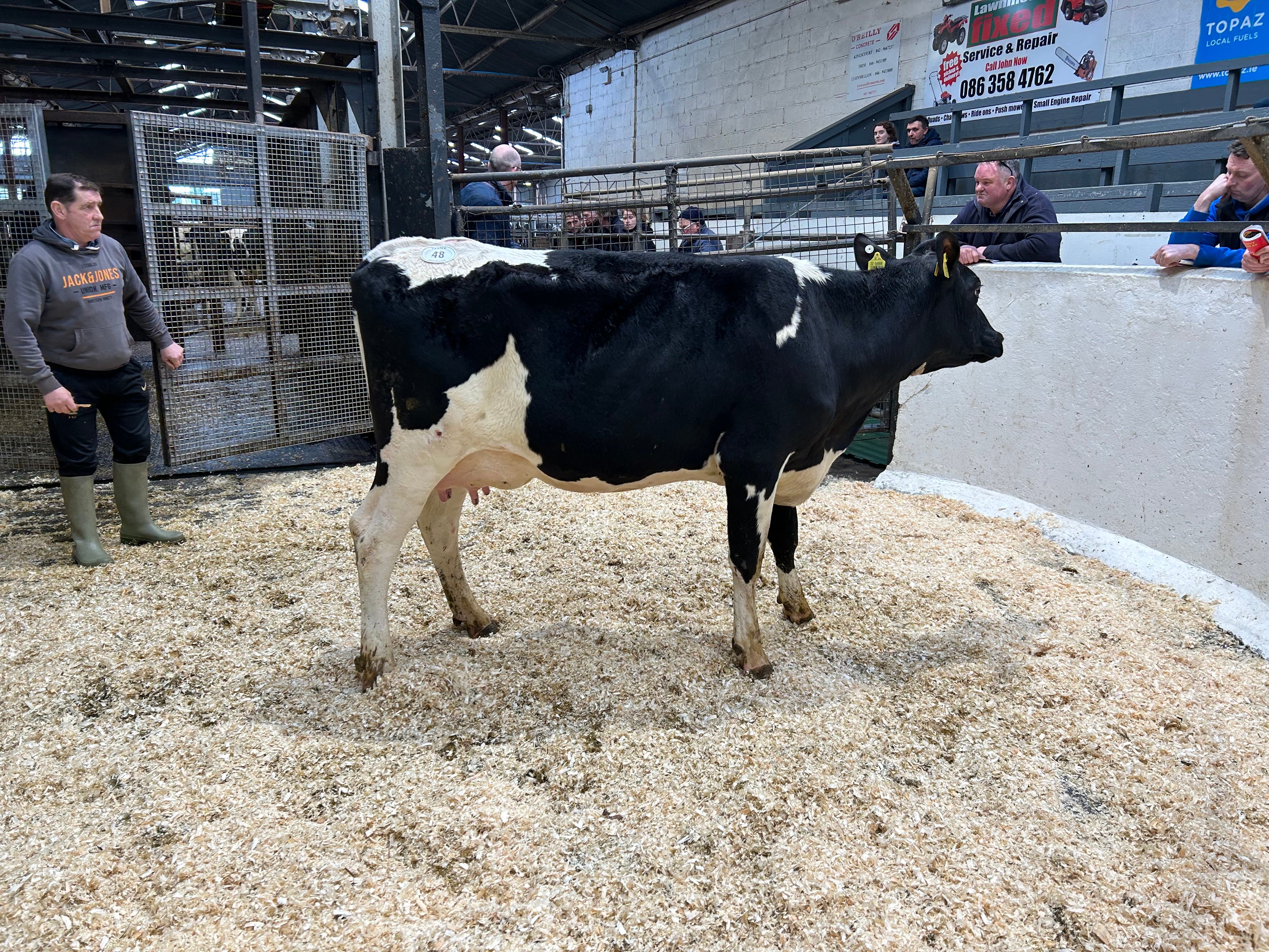 Lot 48: Ballivor Yamaska Donni, calved since January 16 and milking 31L/day - sold for 2,120gns