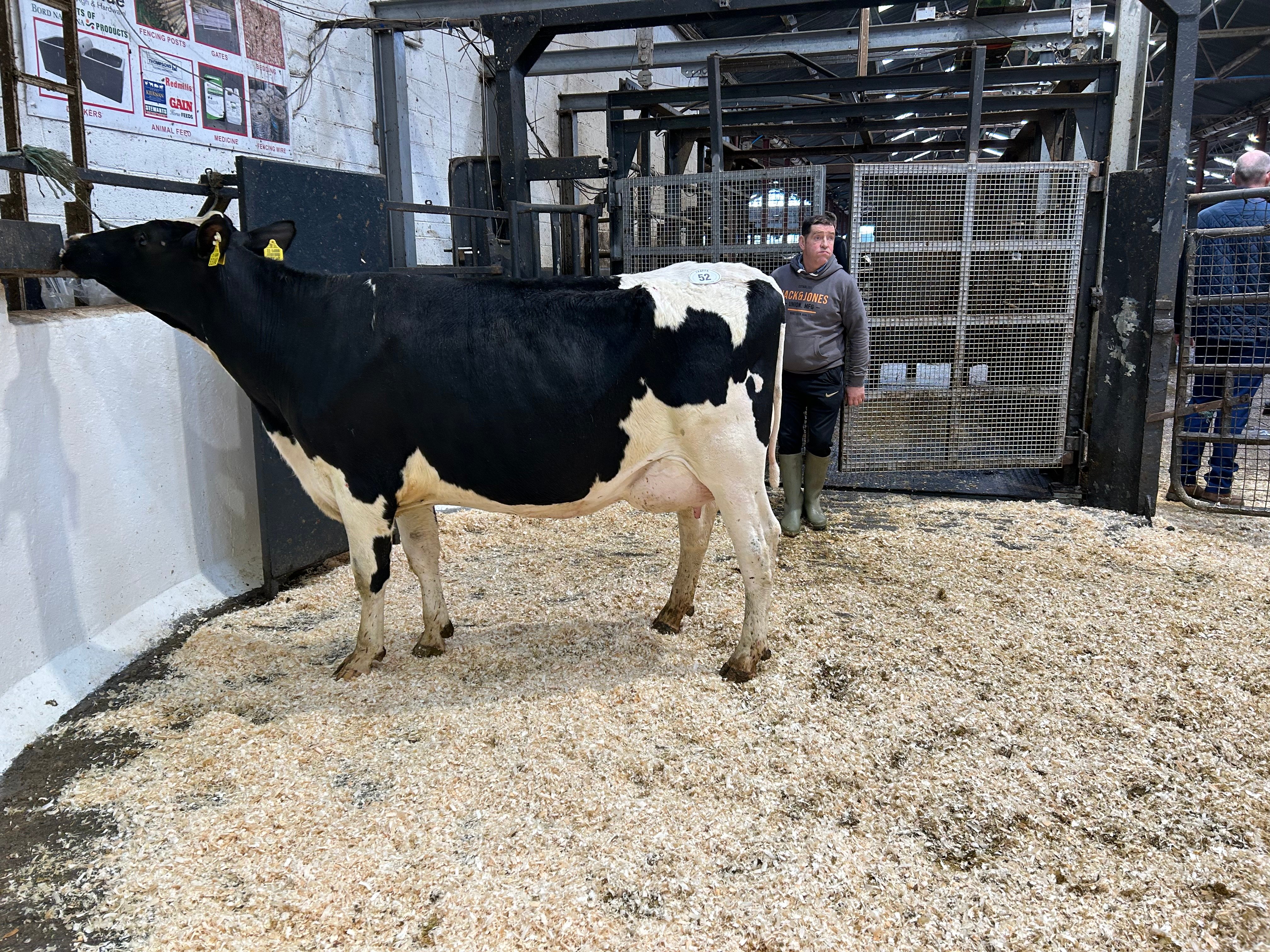Lot 52: Ballivor Yamaska Estatic 2, sold for 2,320gns