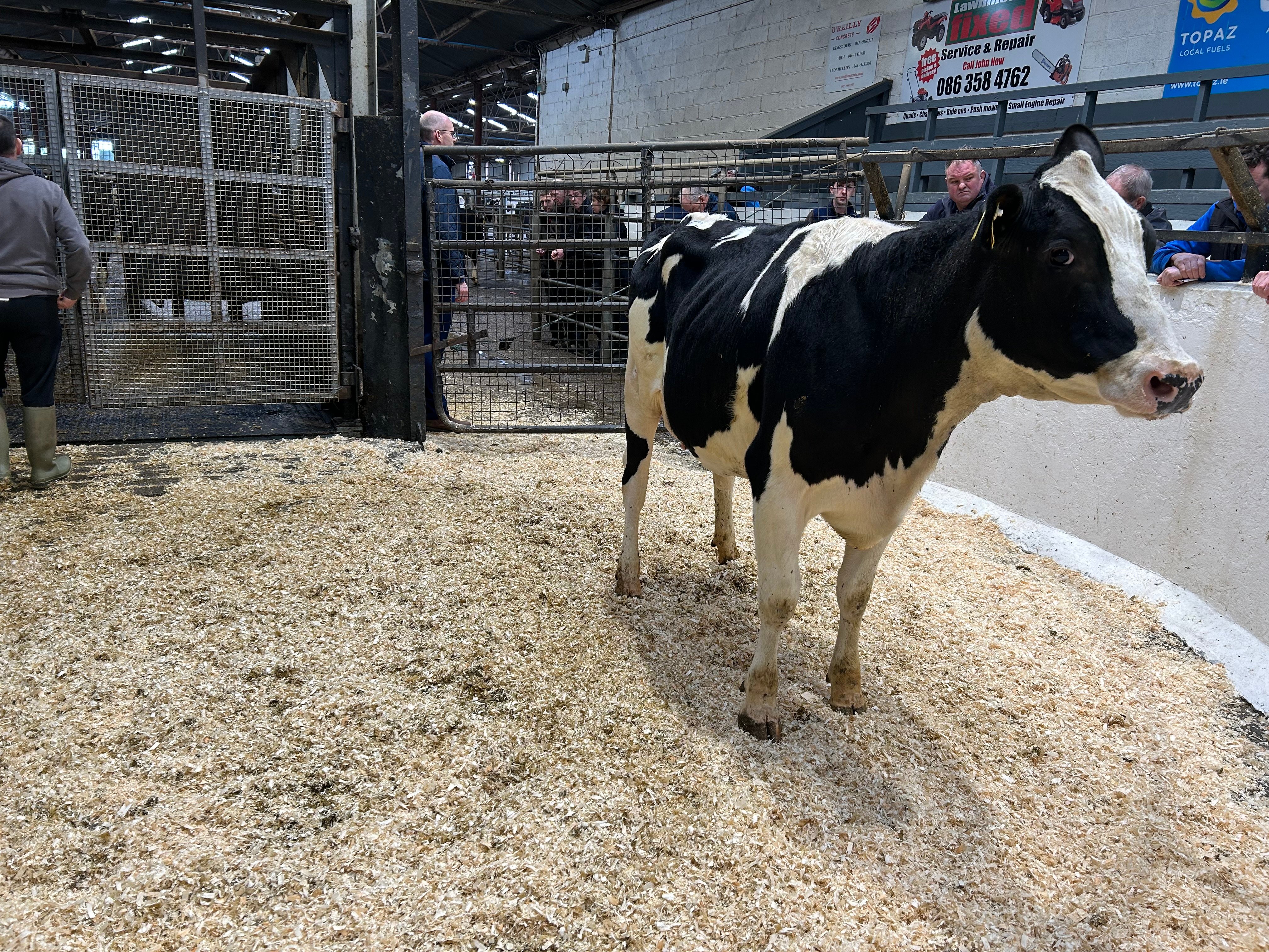 Selling for 2,250 was Lot 53, calved since January and milking 30L/day - she is sired by Ballivor Ya Man