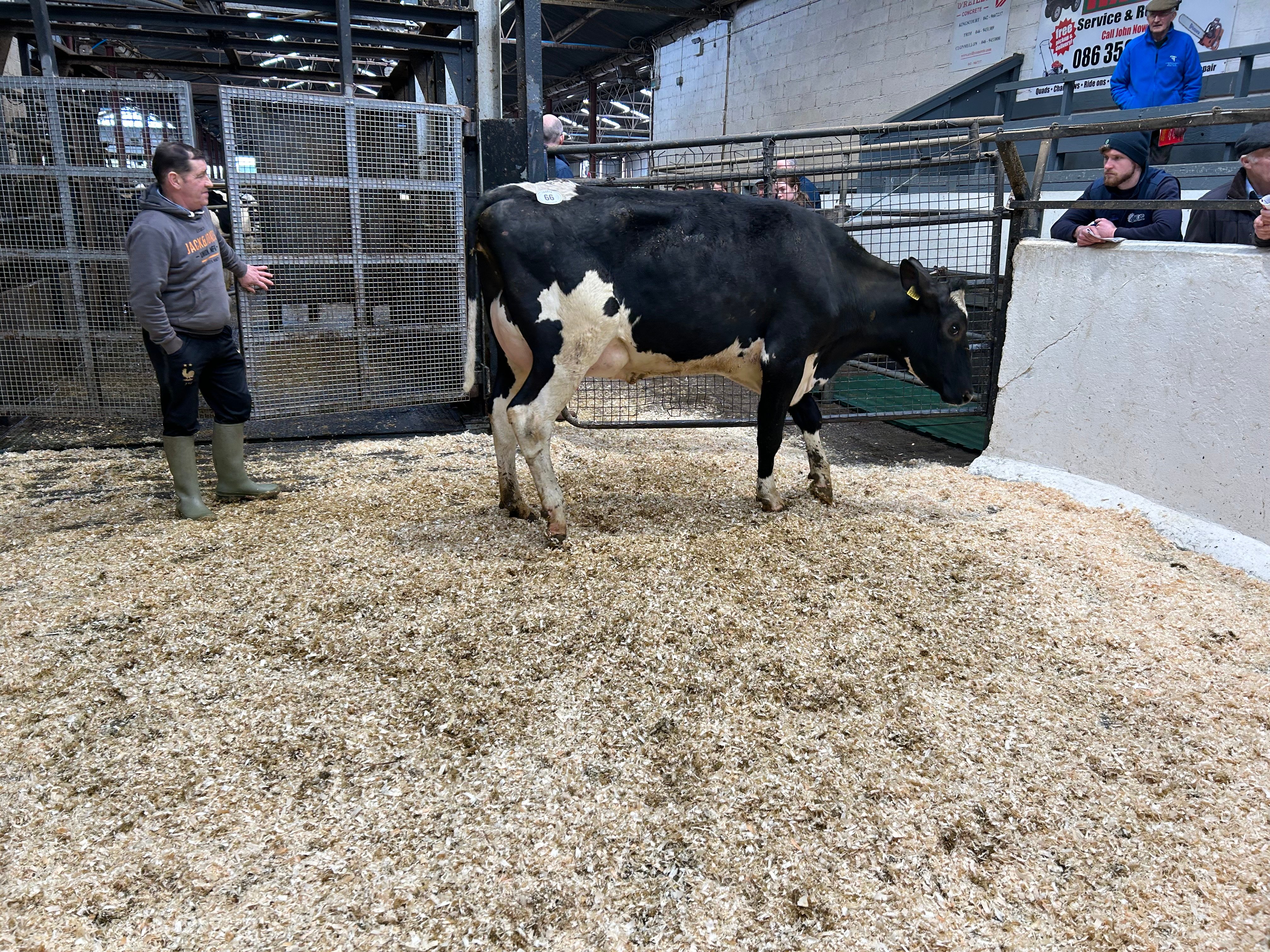 Lot 66: Maurill Renegade Gay, sold for 2,400gns