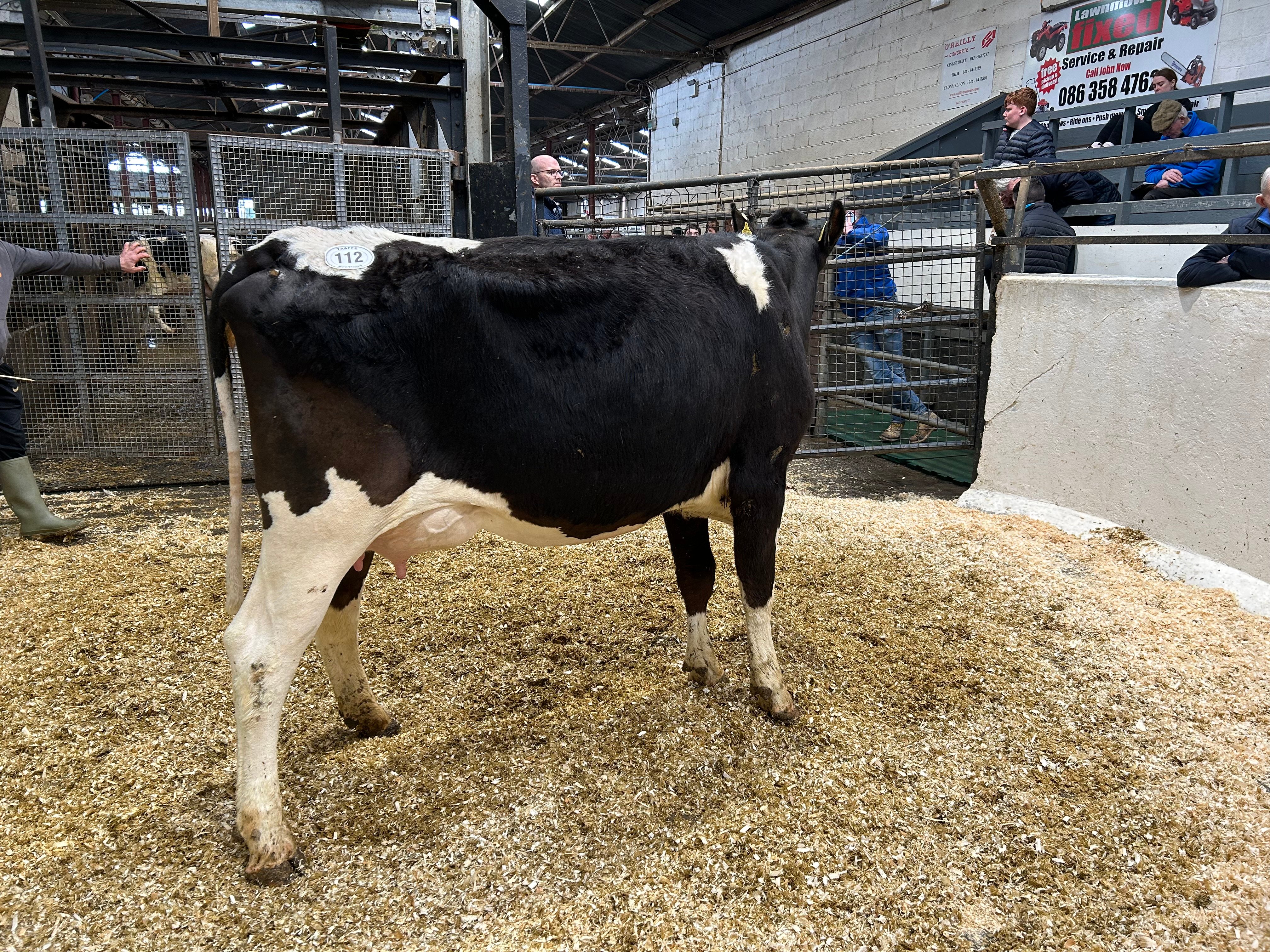 Lot 112: Ballivor Perseus Gloria, calved since January 15 and milking 35L/day - sold for 2,080gns