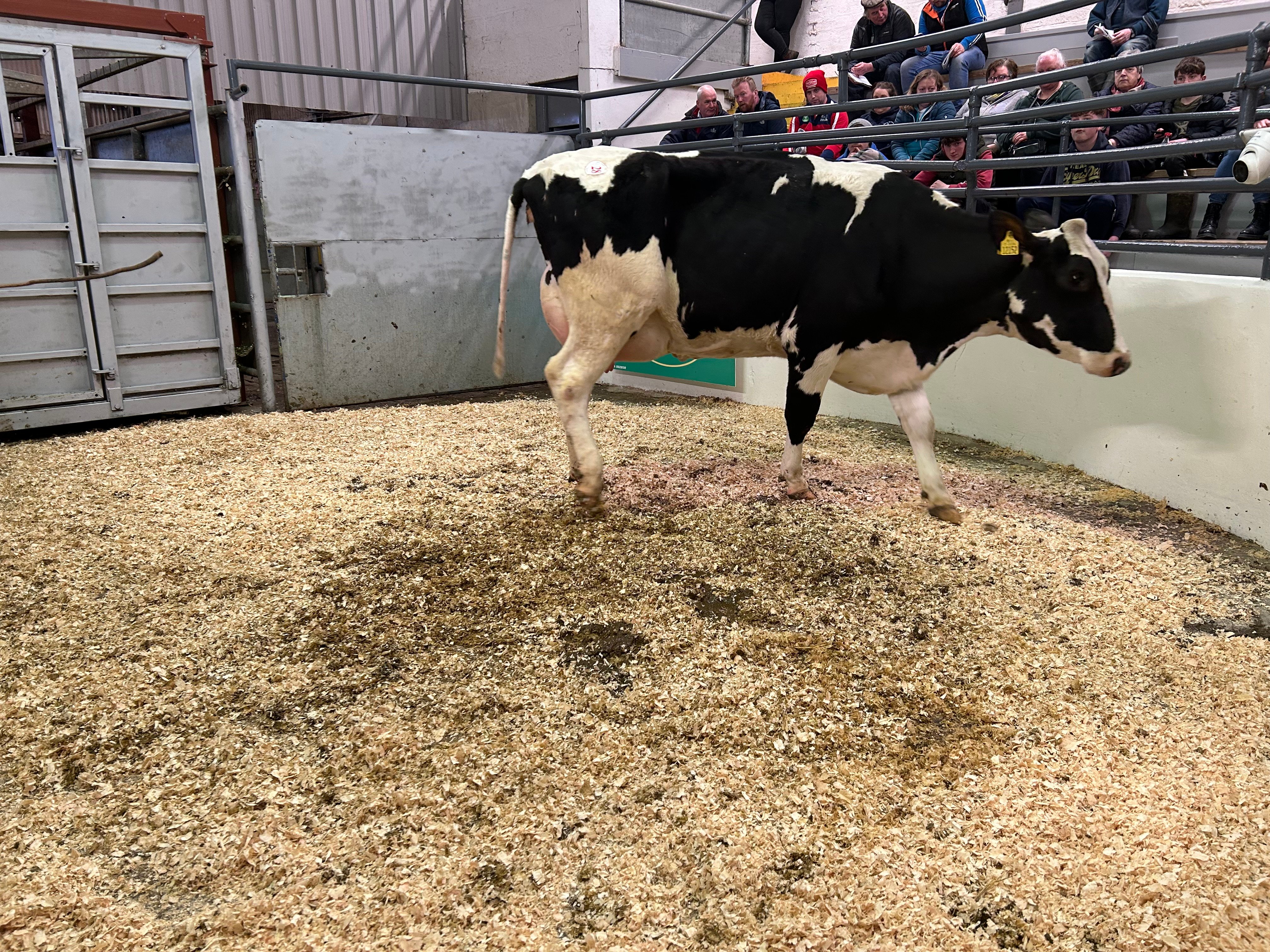 Lot 28: Barna Punch Jill 2 - sold for €2,250
