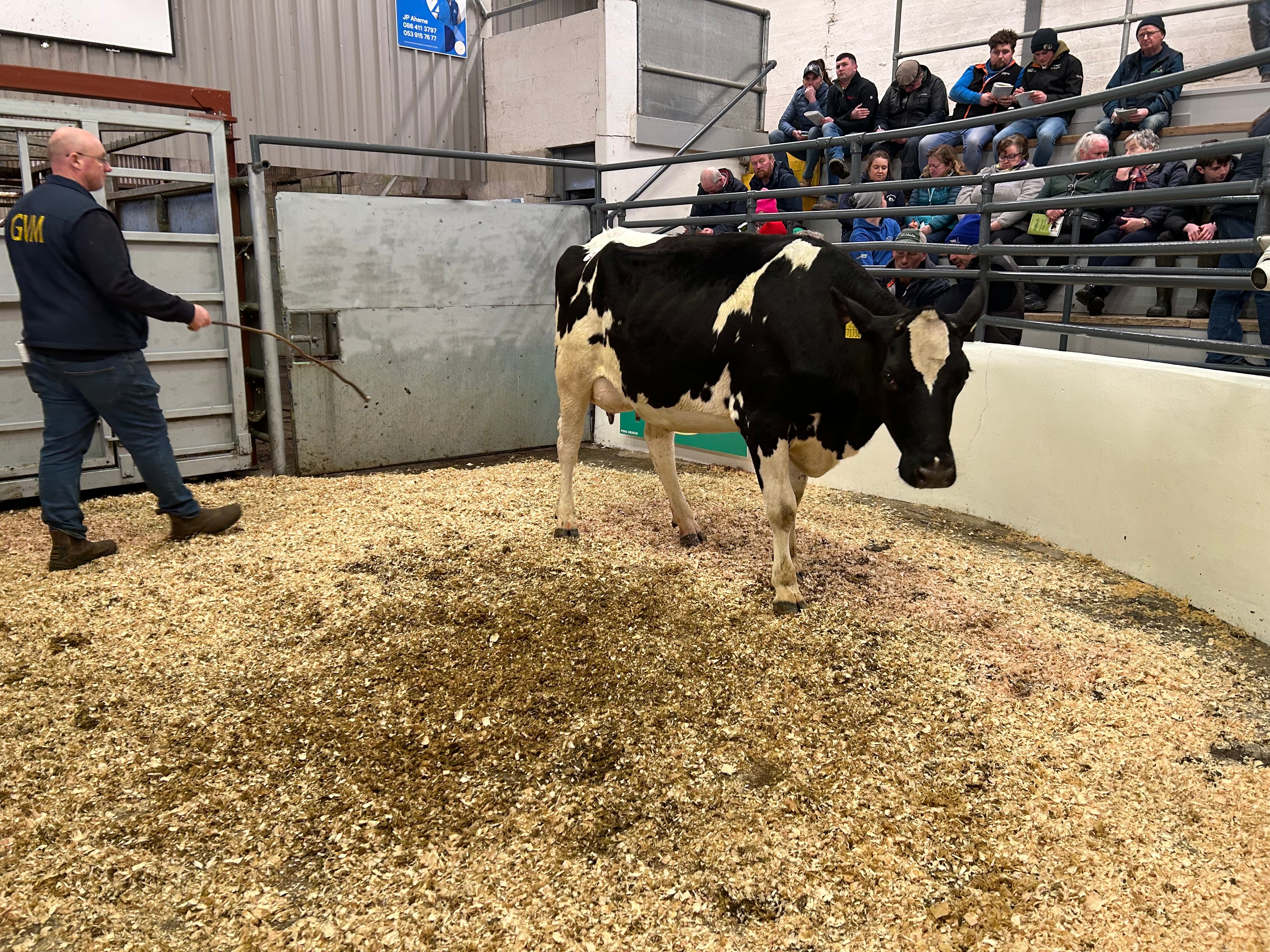 Lot 37: Clondrohid Syracuse Lila – sold for €2,400.