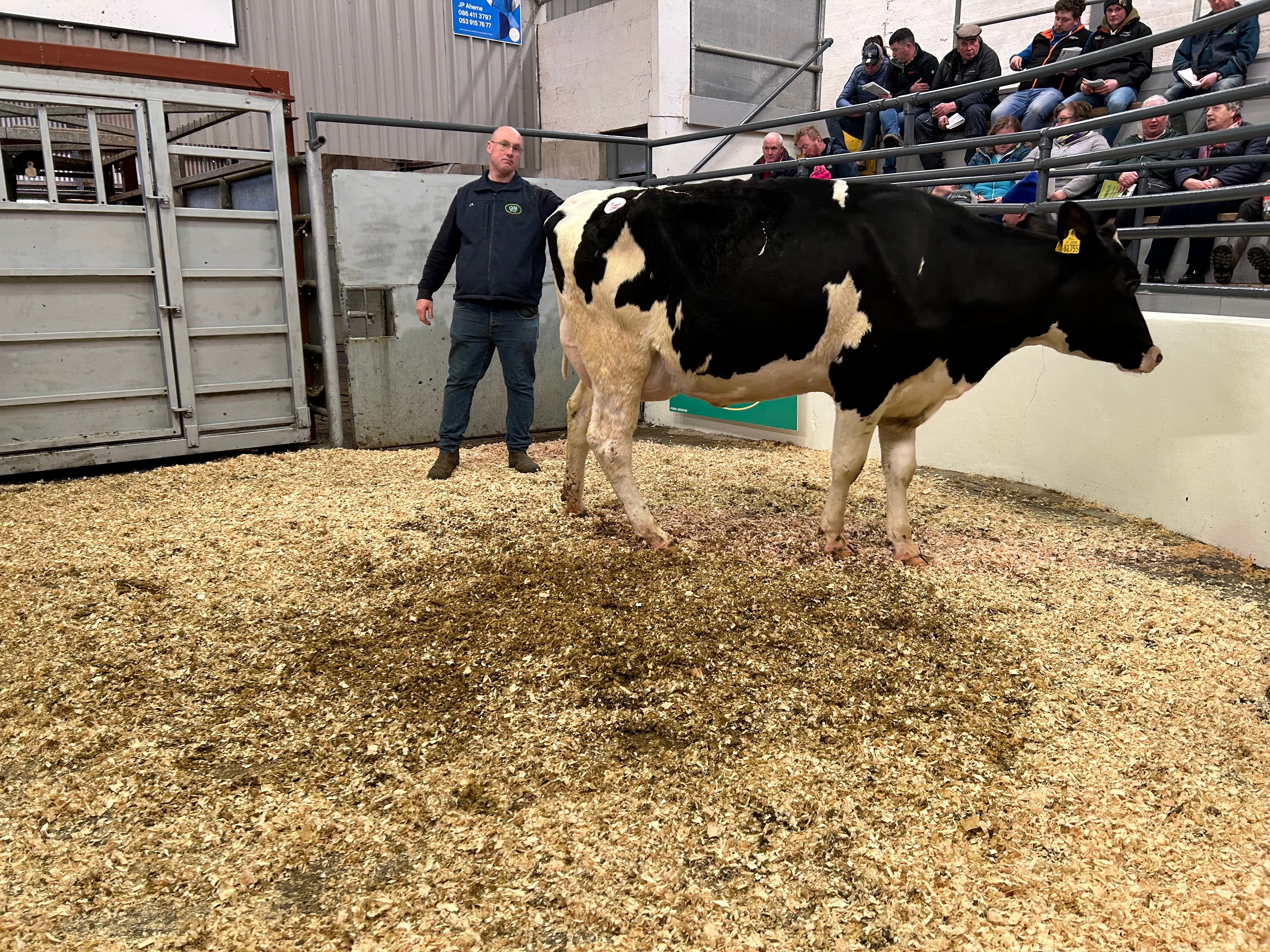 Lot 38: Clonrohid Cade Lila – sold for €2,400.