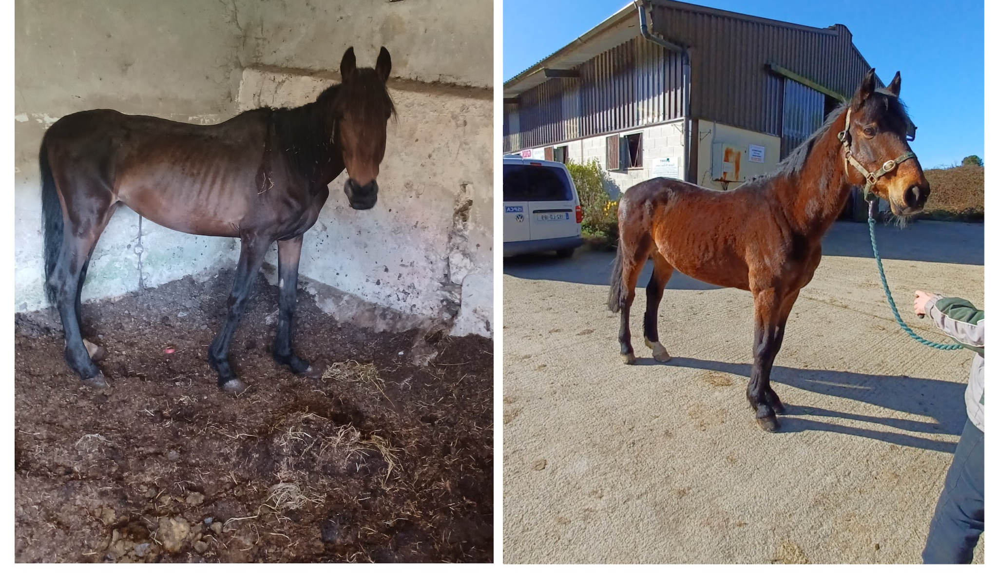 A before and after picture of one of the horses surrendered to the ISPCA. Image source: ISPCA