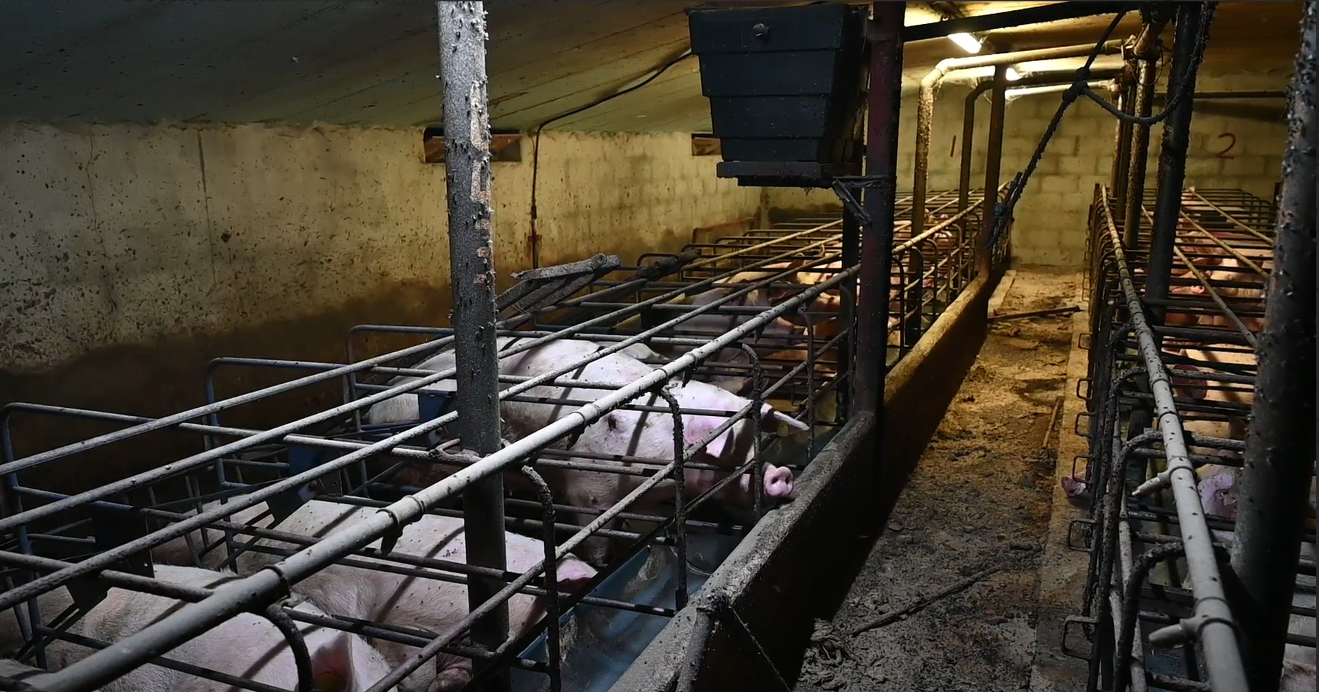 Image source: Animal Rebellion Ireland (ARI) and the National Animal Rights Association (NARA)