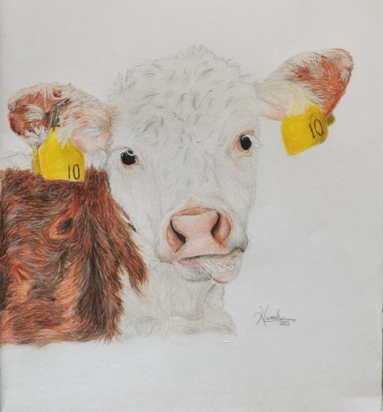 Image source: Irish Hereford Prime