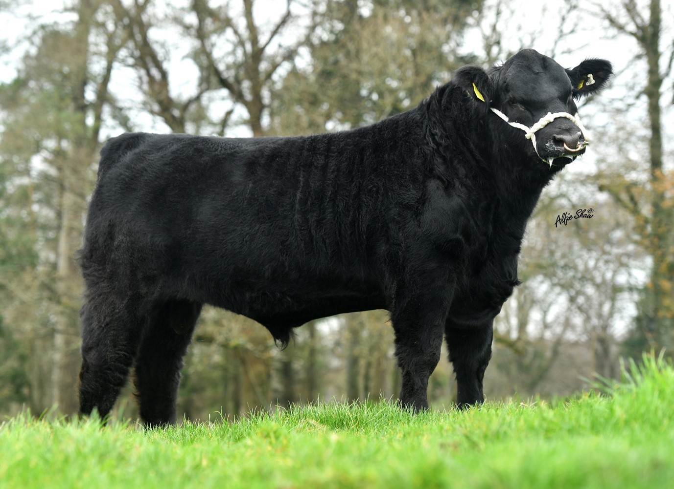 Drumcow Tribesman (AA8172) purchased in association with Certified Irish Angus