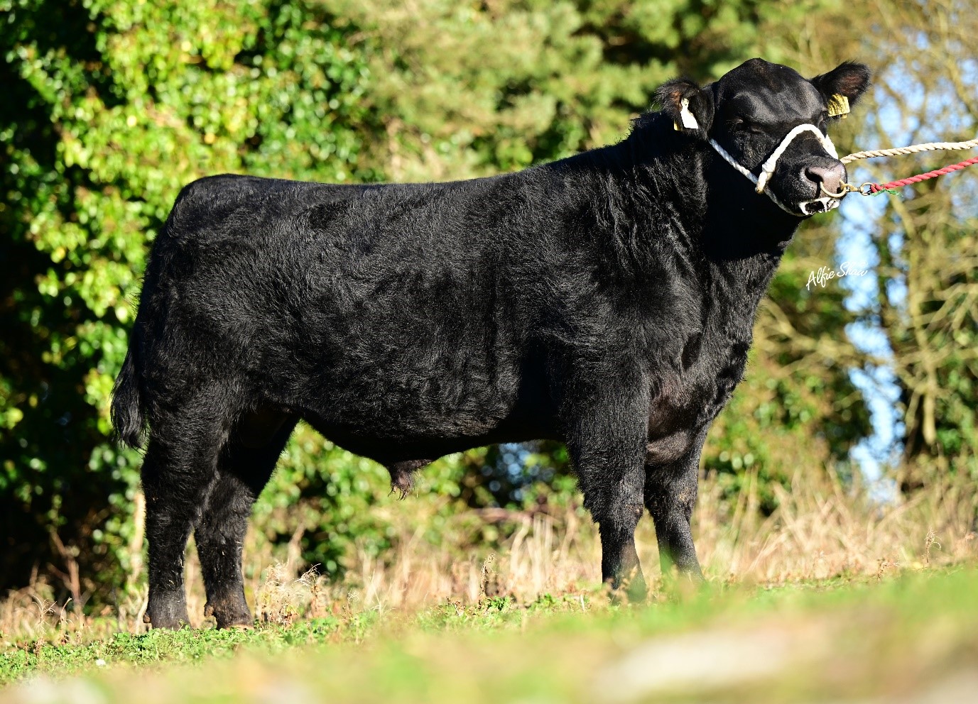 Fellfort V Rodger 1584 (AA9775) purchased in association with Certified Irish Angus