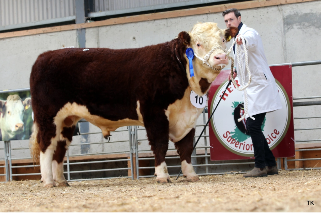 Dromona Tommy ET sold for €4,300. Pictured with breeder Maurice Geary, Coi. Limerick