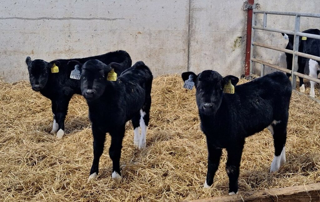 Triplet heifer calves in Co. Longford Source: John Sheridan