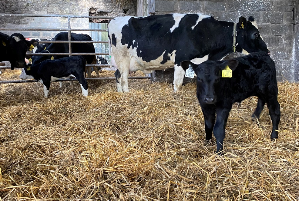 Calf on right of photo sired by AA4640. This sire has carcass weight figure of 14.5kg which is double the breed average and is only 3.1% for calving difficulty.