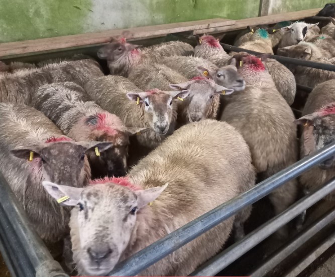 These 64.5kg hoggets made €189/head Source: Ballinasloe Cooperative Livestock Mart