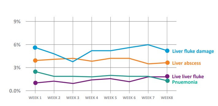 Conditions recorded in the Beef Healthcheck programme weekly for 2024 to date Source: Beef Healthcheck programme