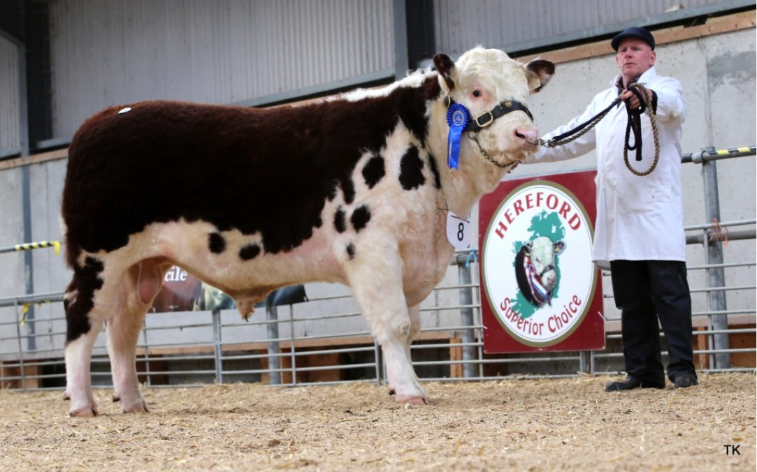 Carrick Ivor sold for €4,100. Pictured with breeder Philip Lynch, Co. Cavan
