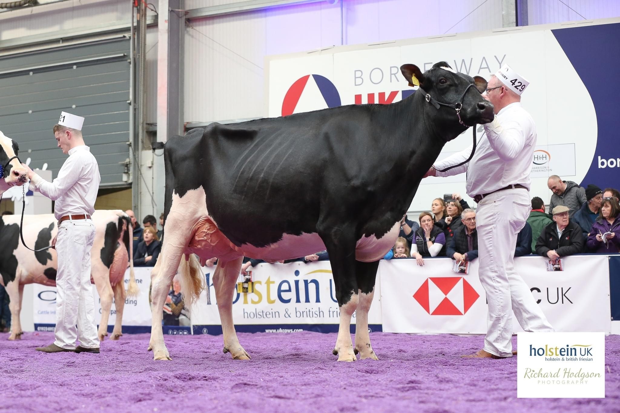 Champion: Clydeview Sidekick Matilda