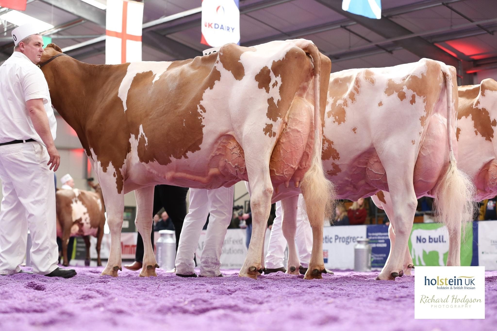 Class 42 - Senior Cow in Milk - Born prior to March 1, 2020Champion: Nethervalley Awesome Rosanne RedSource: Holstein UK